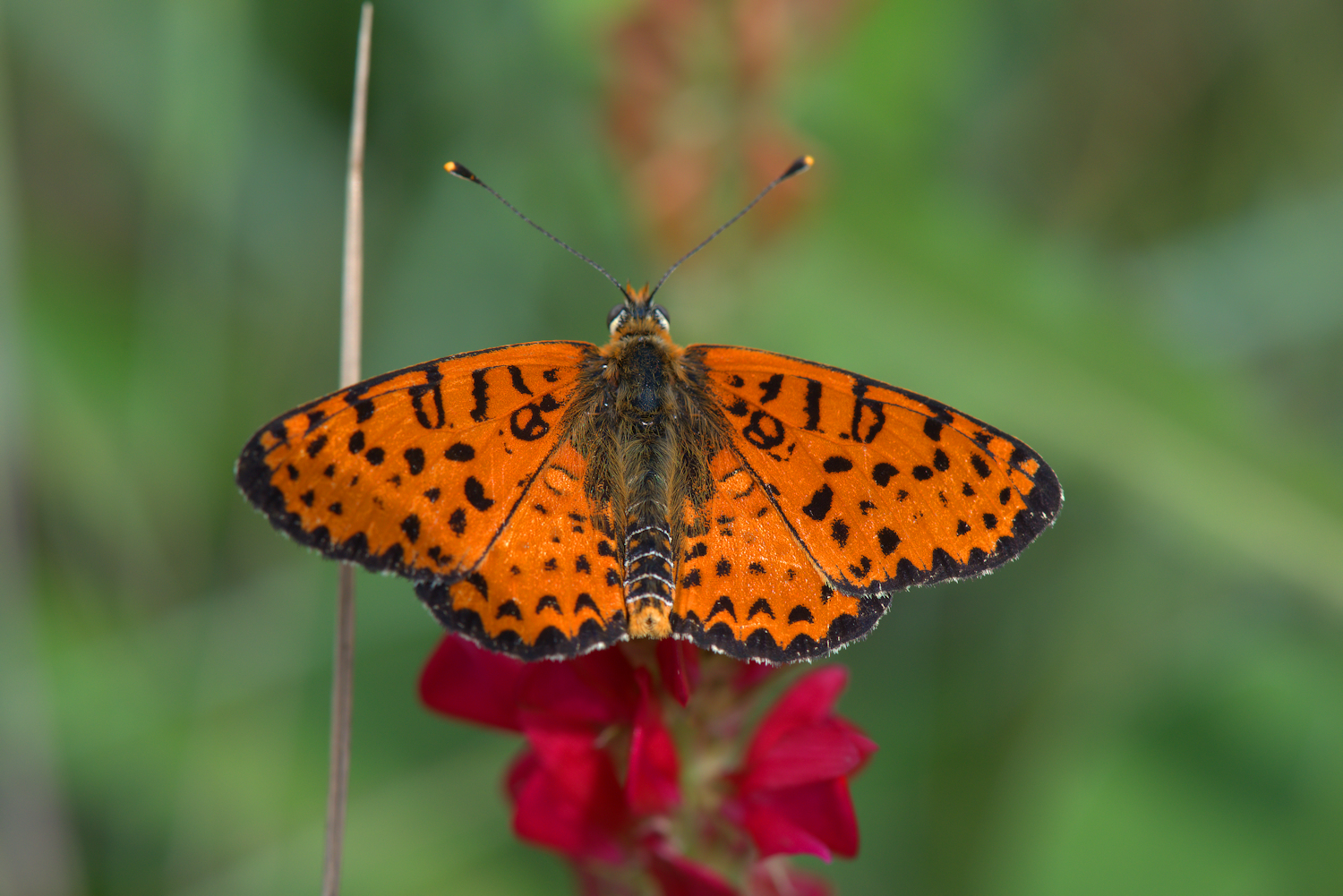 Fritillary Didyma