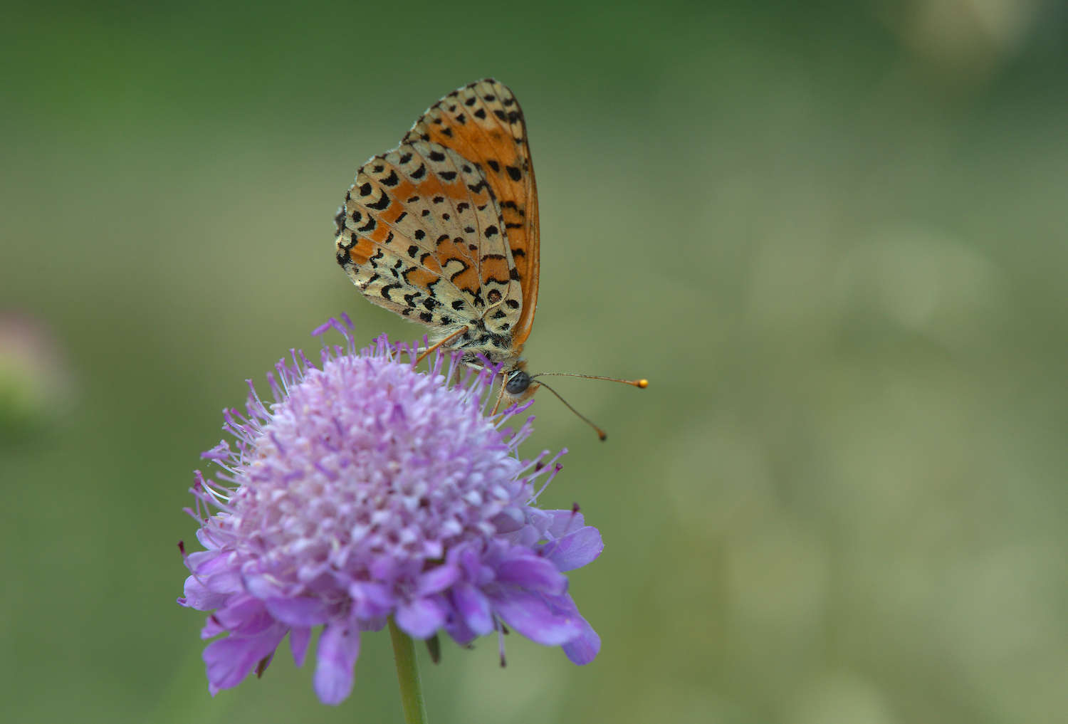 Fritillary Didyma