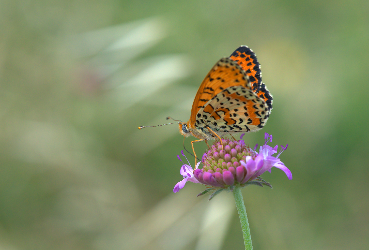Fritillary Didyma