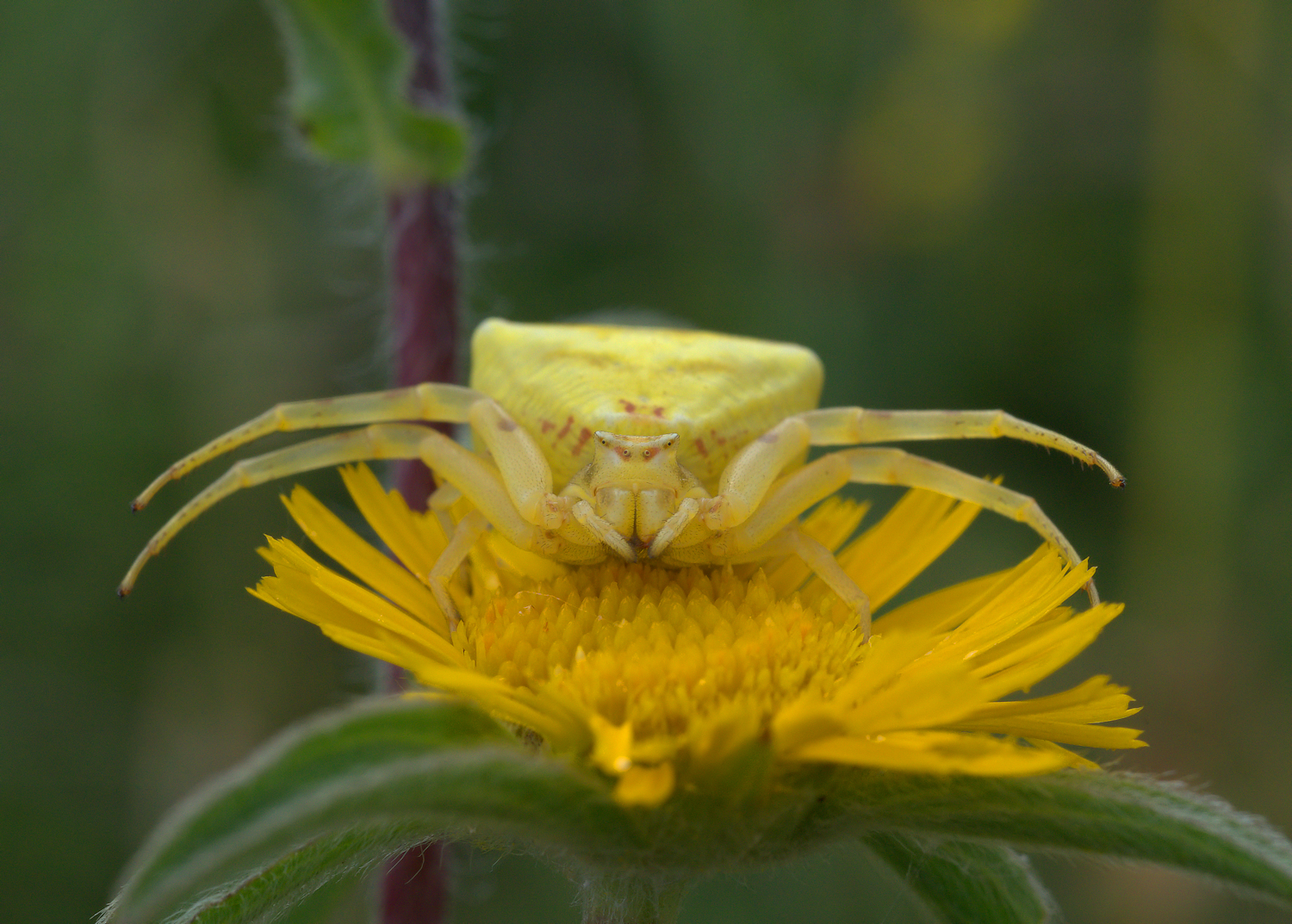 Crab Spider