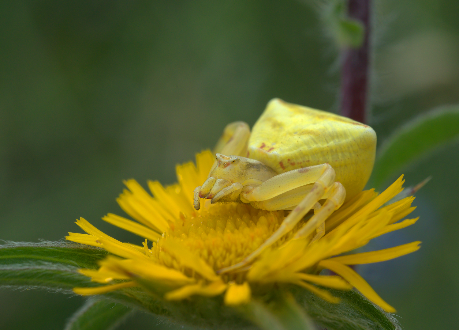 Crab Spider