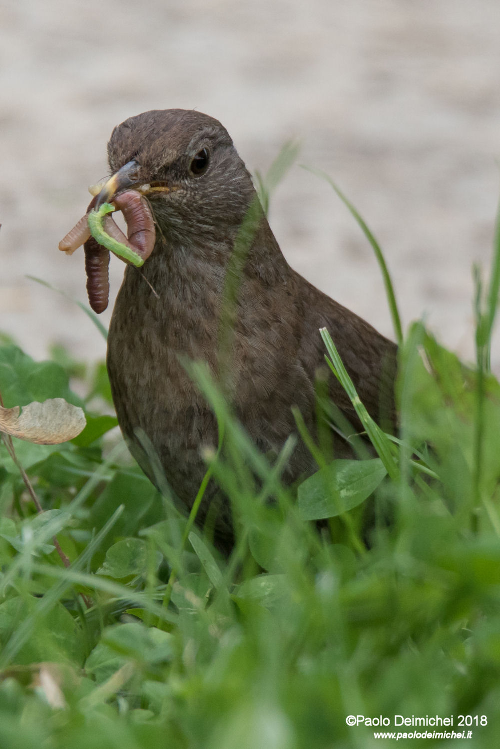 Merlo femmina, con generosa imbeccata per i piccoli