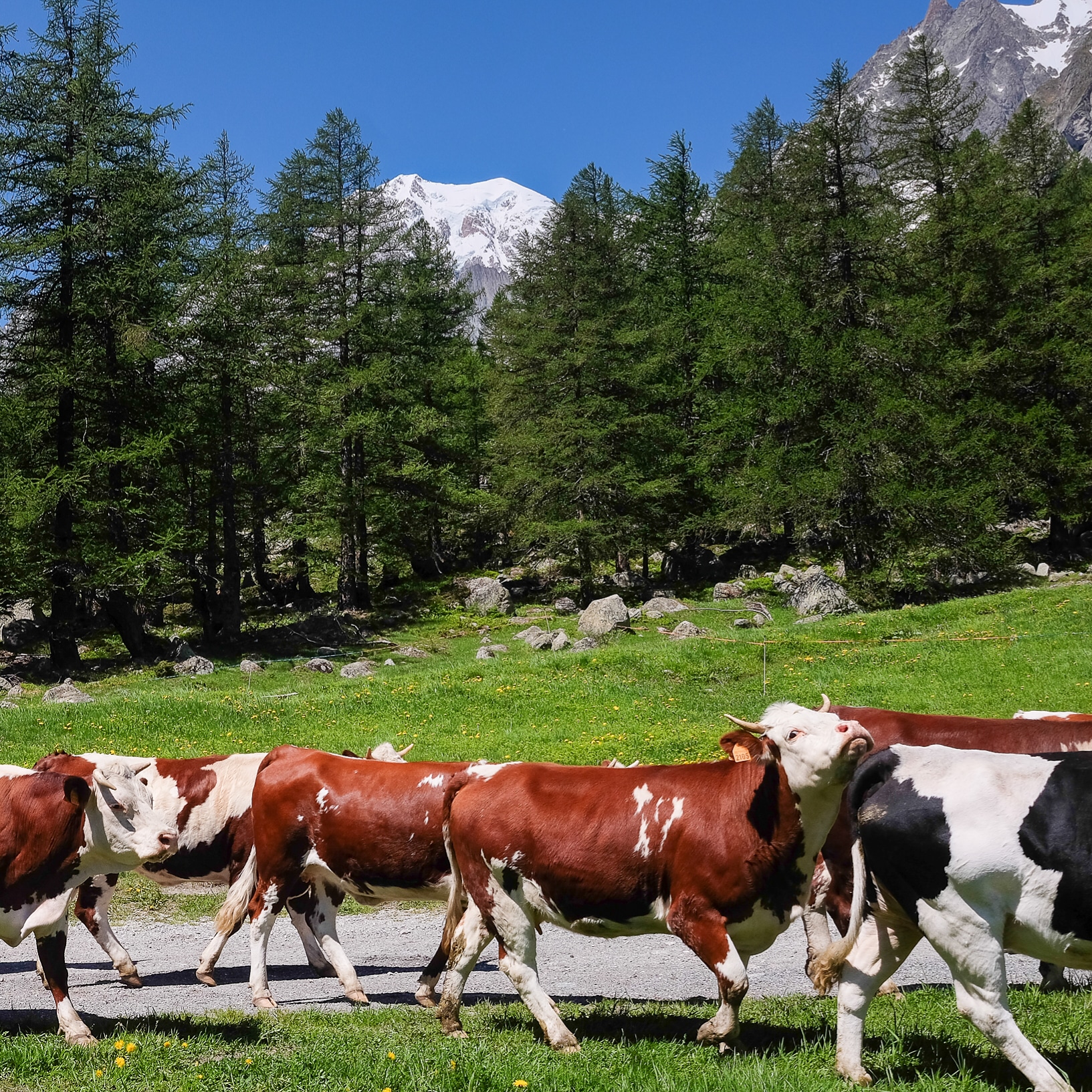 Val ferret, courmayeur