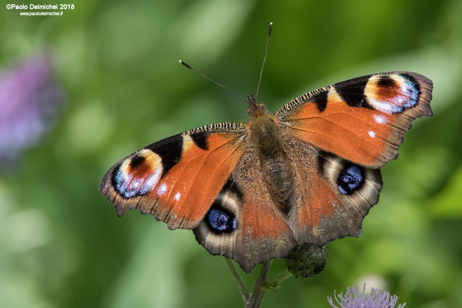 Farfalla Occhio di pavone (o Vanessa Io) da vicinissimo