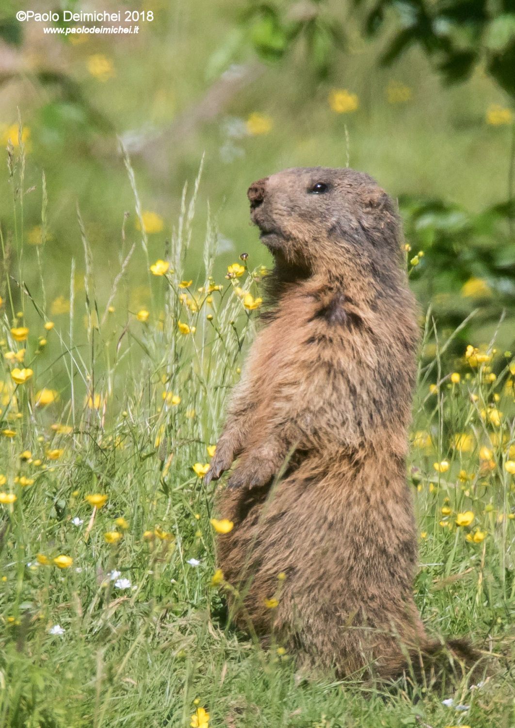Marmotta di guardia, in Lessinia trentina