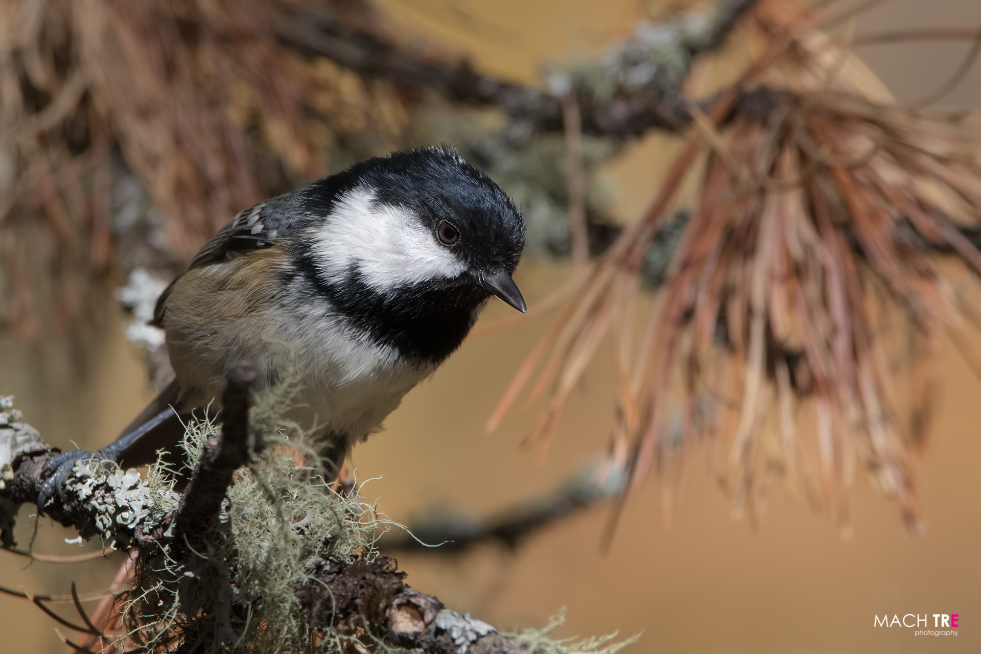 Cincia mora (Periparus ater)