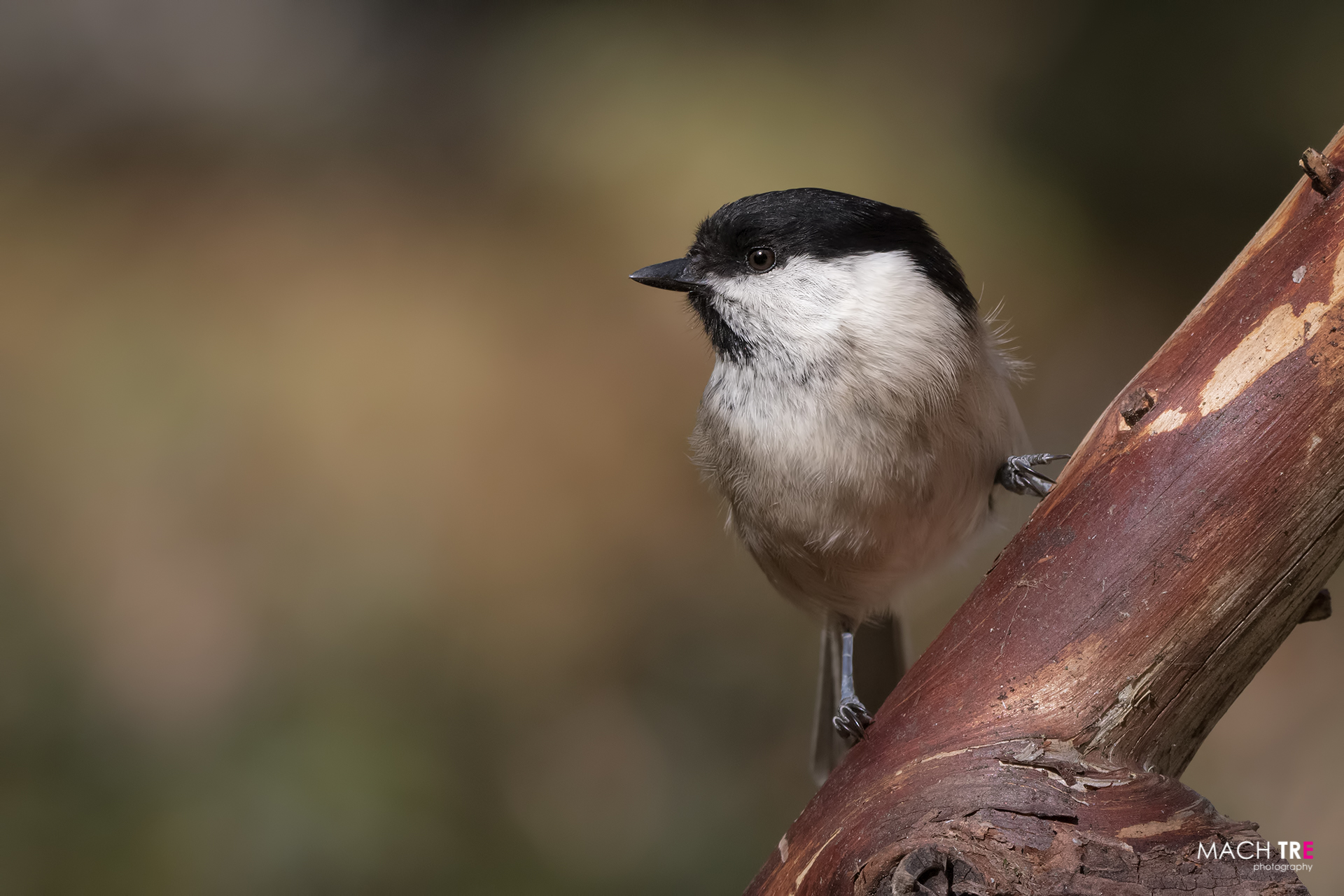 Willow Barred (Poecile palustris)
