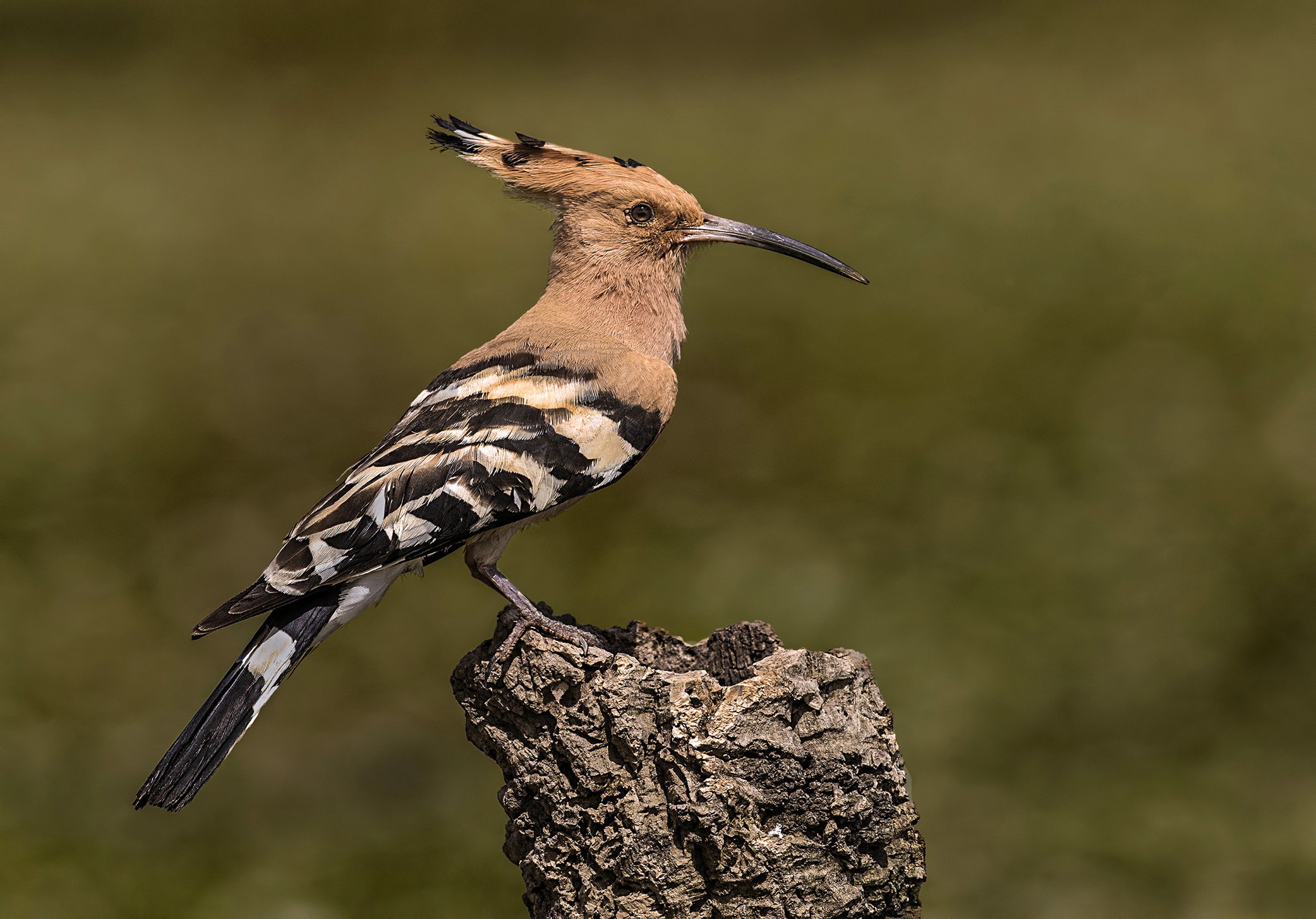 Hoopoe