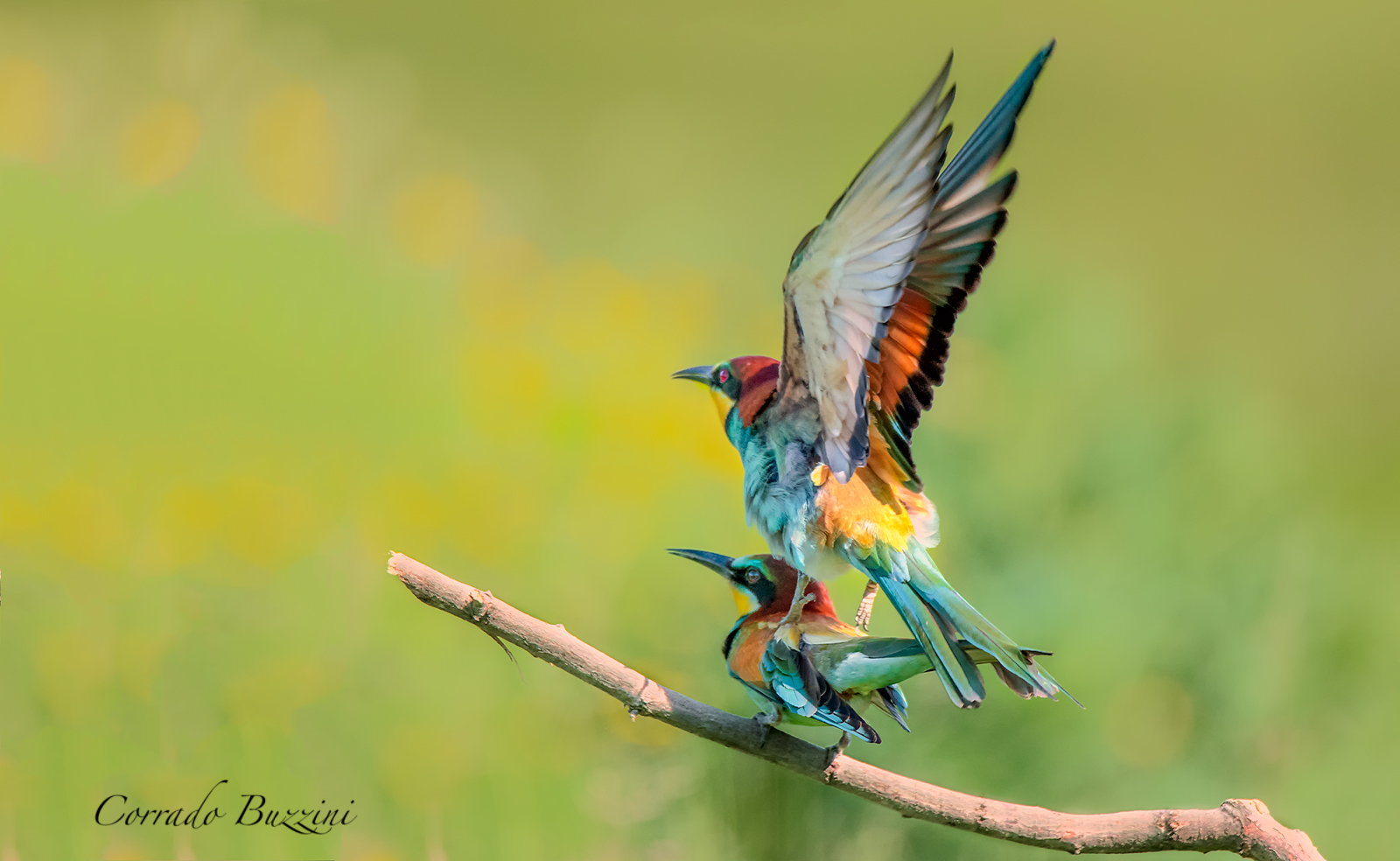 Gruccioni in riproduzione