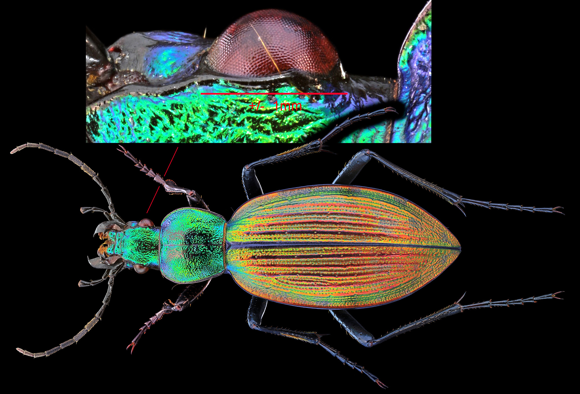 Ceroglossus chilensis Gloriousus