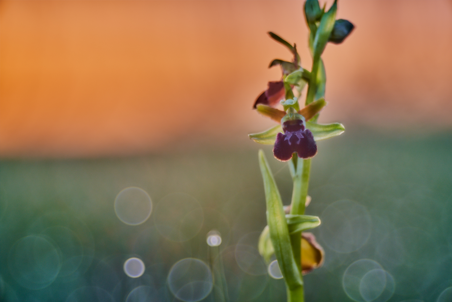 Alba nei magredi friulani