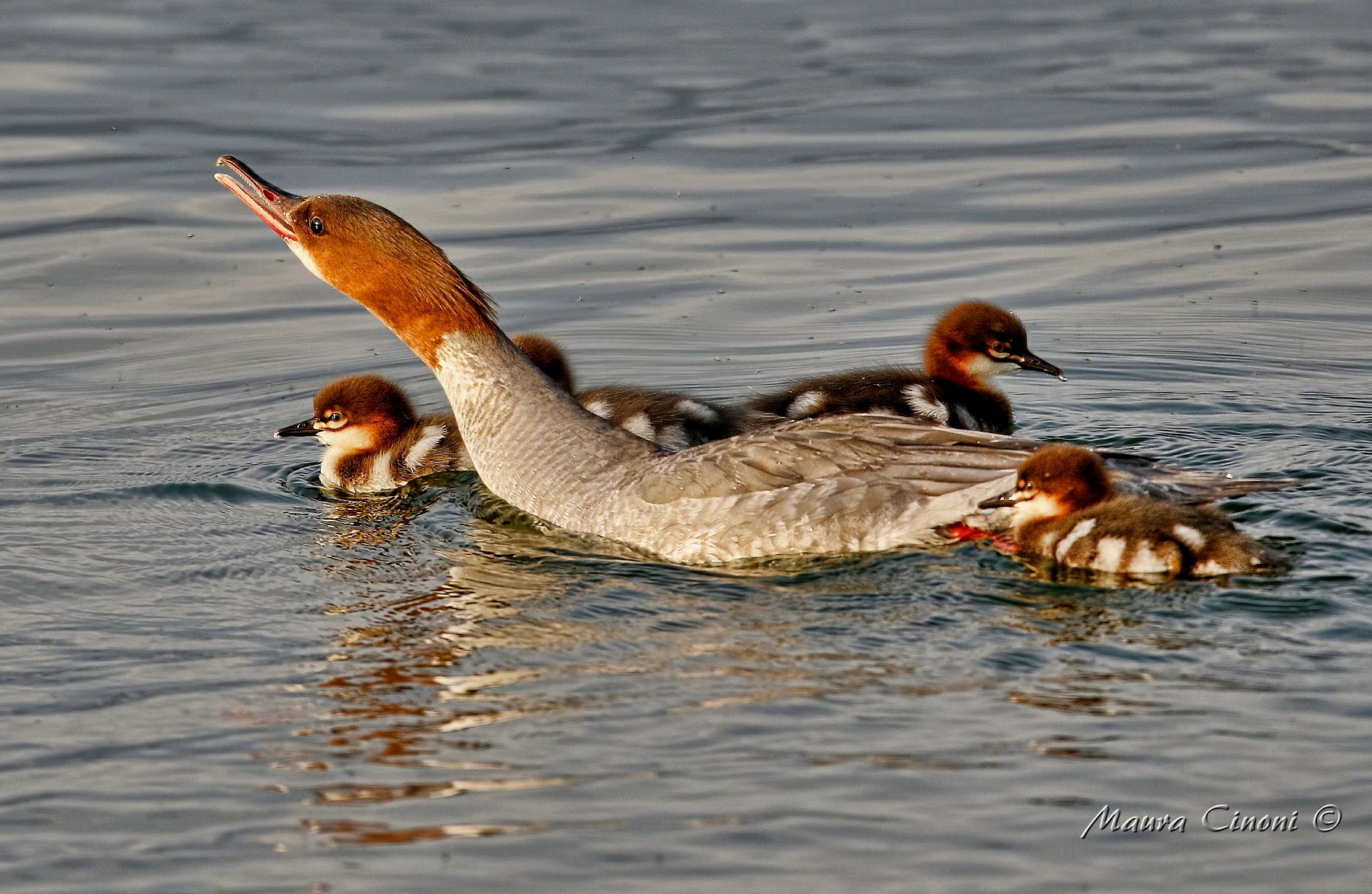 Merganser Major Female