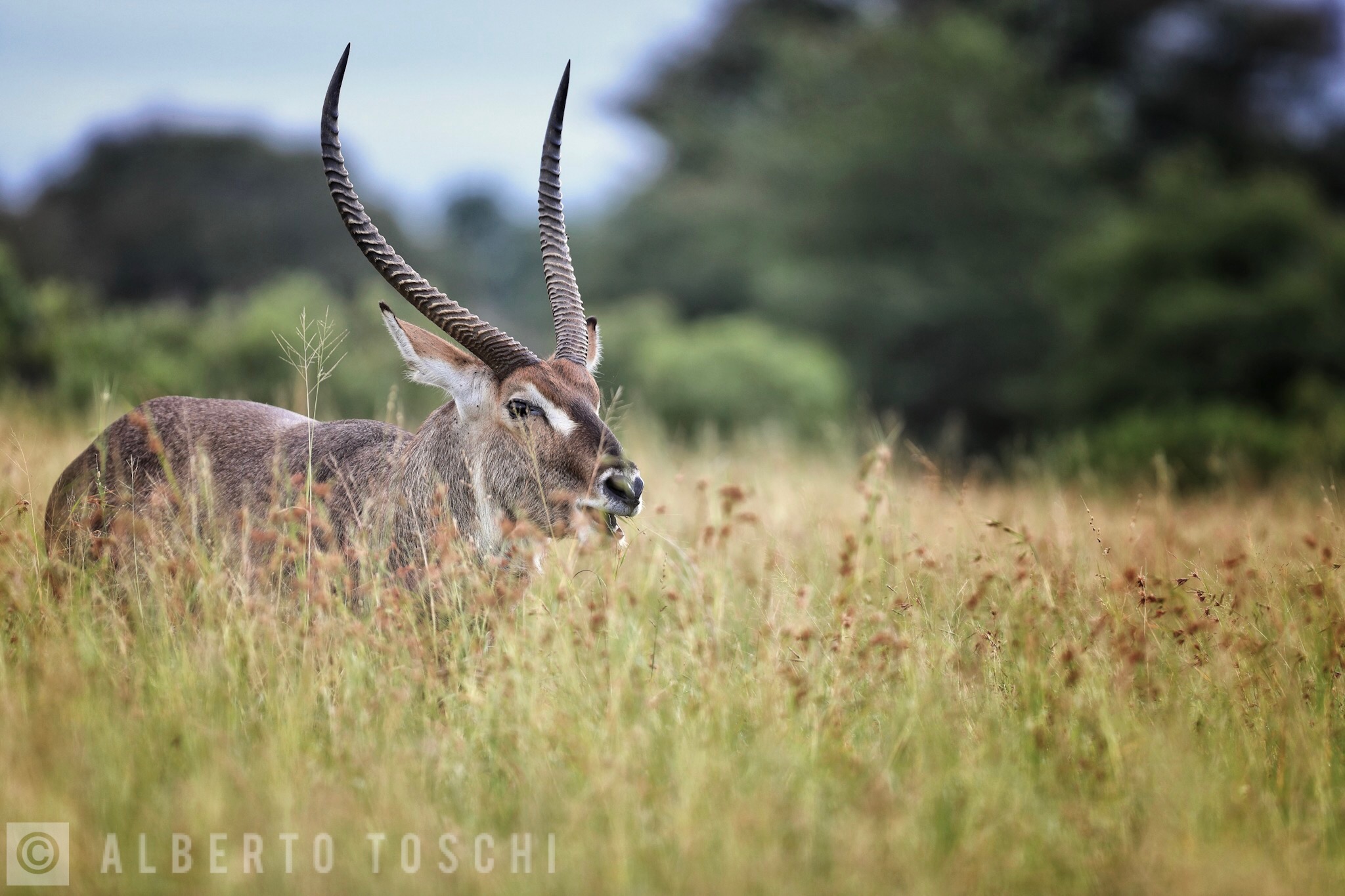 Kobus Ellipsiprymnus