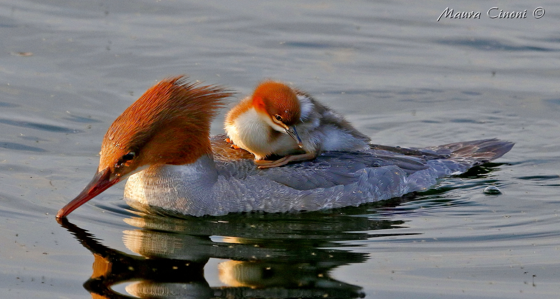 Merganser Senior Female at sunset