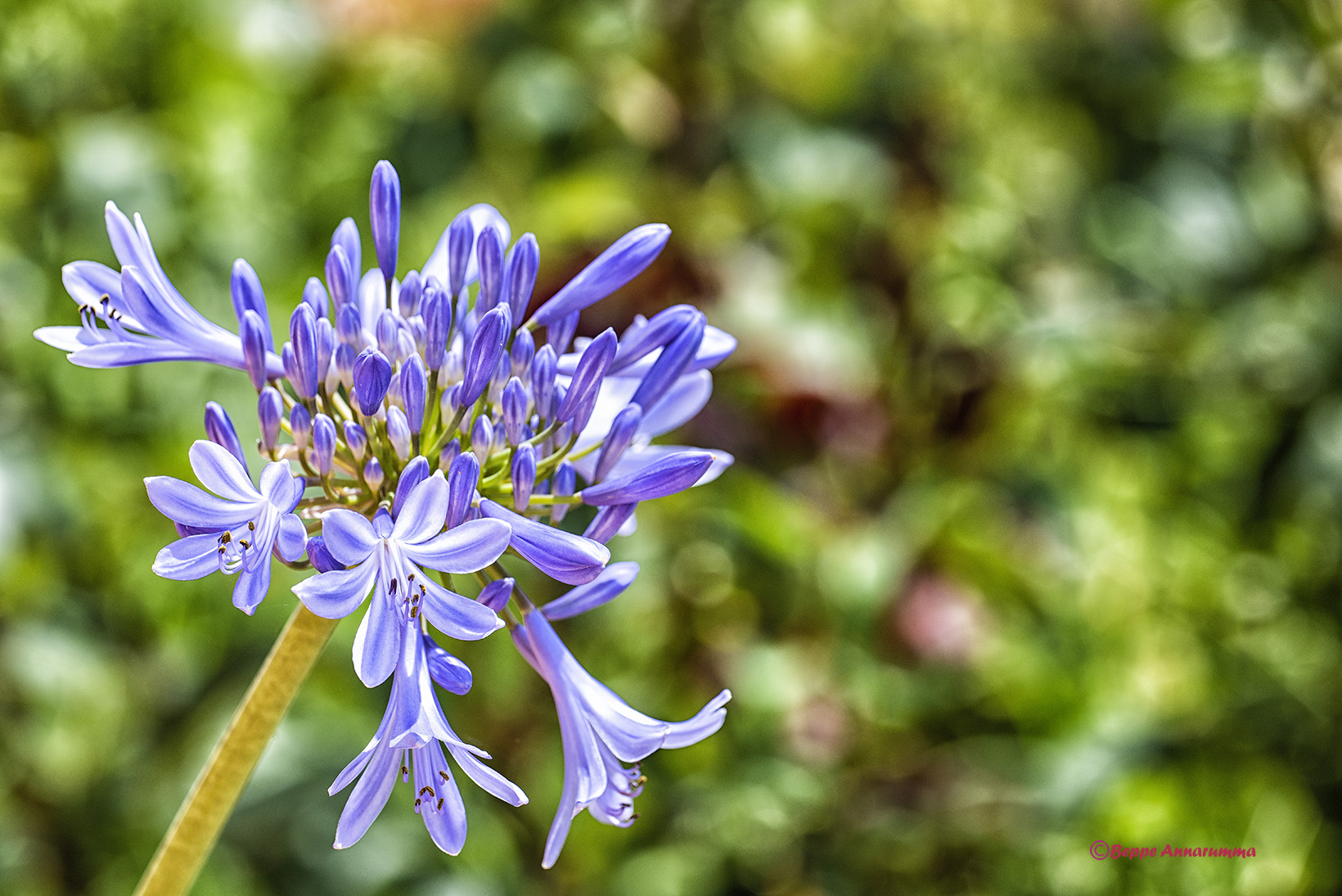 Agapanthus Umbellatus