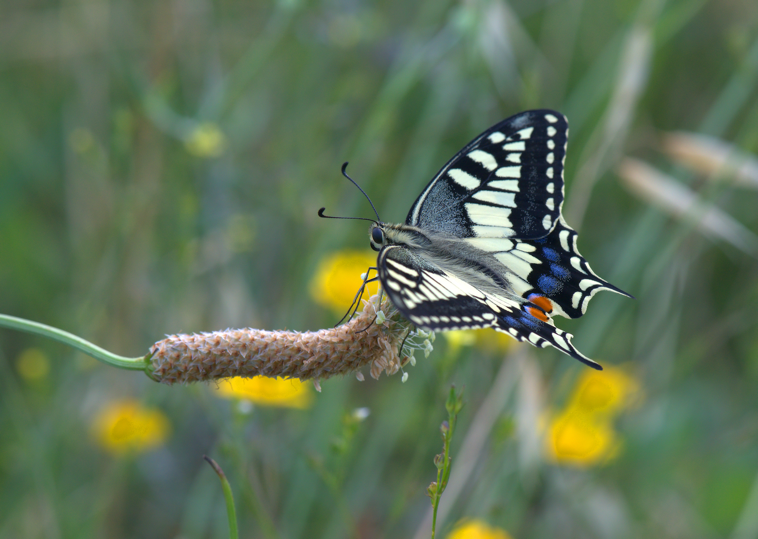 Papilio Machaon