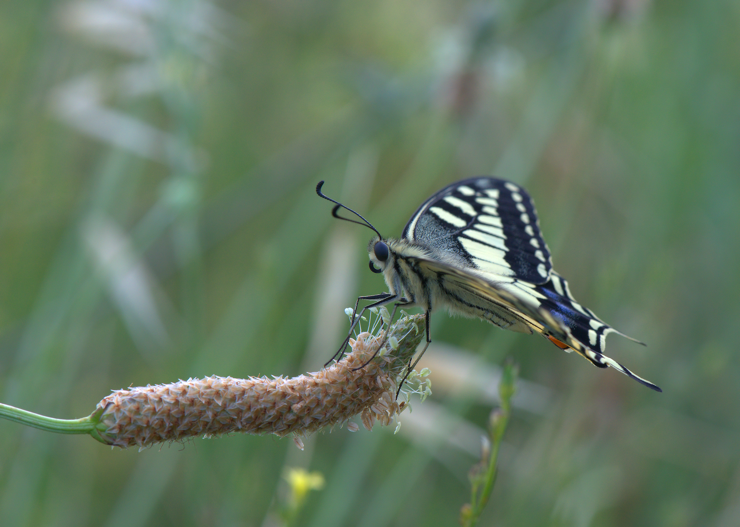 Papilio Machaon