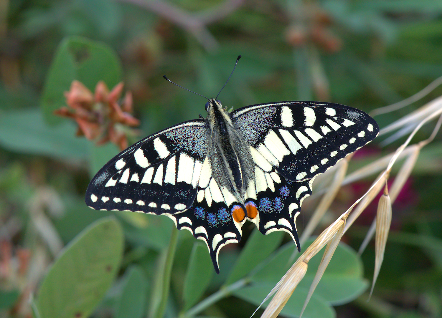 Papilio Machaon