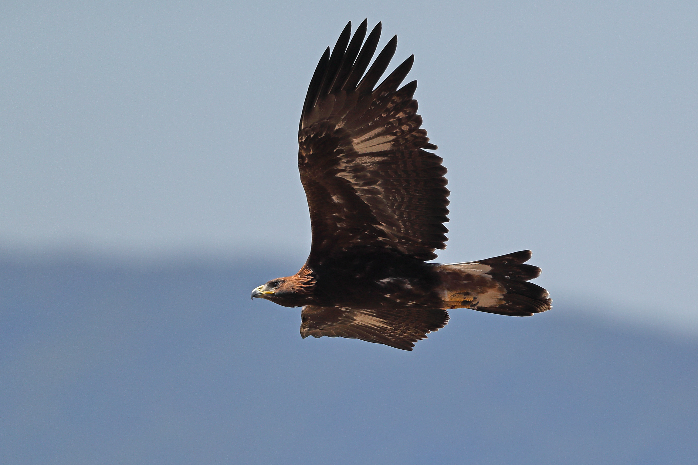 Aquila Reale giovane 2017