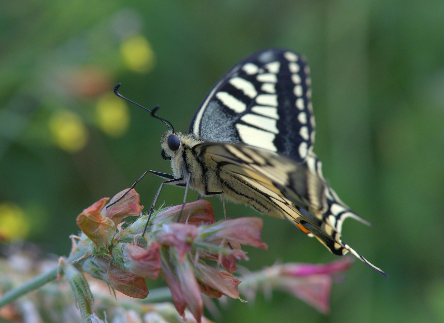 Papilio Machaon