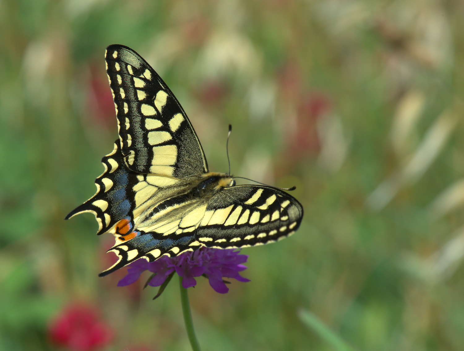 Papilio Machaon