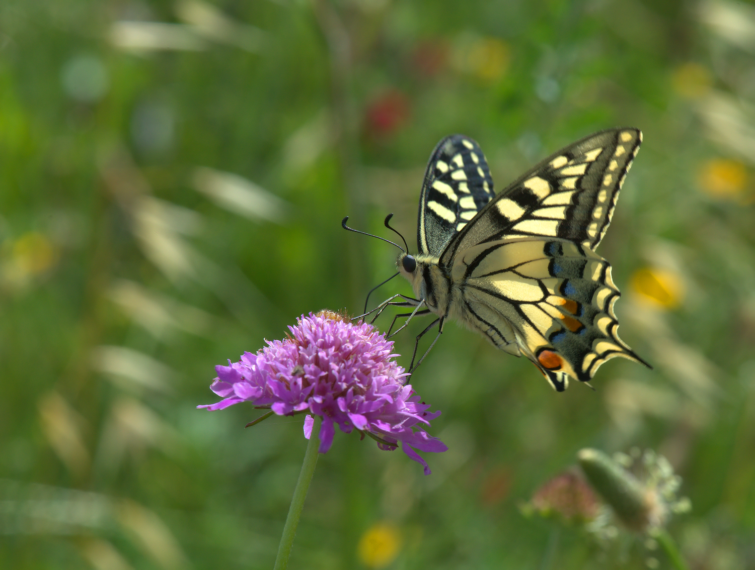 Papilio Machaon