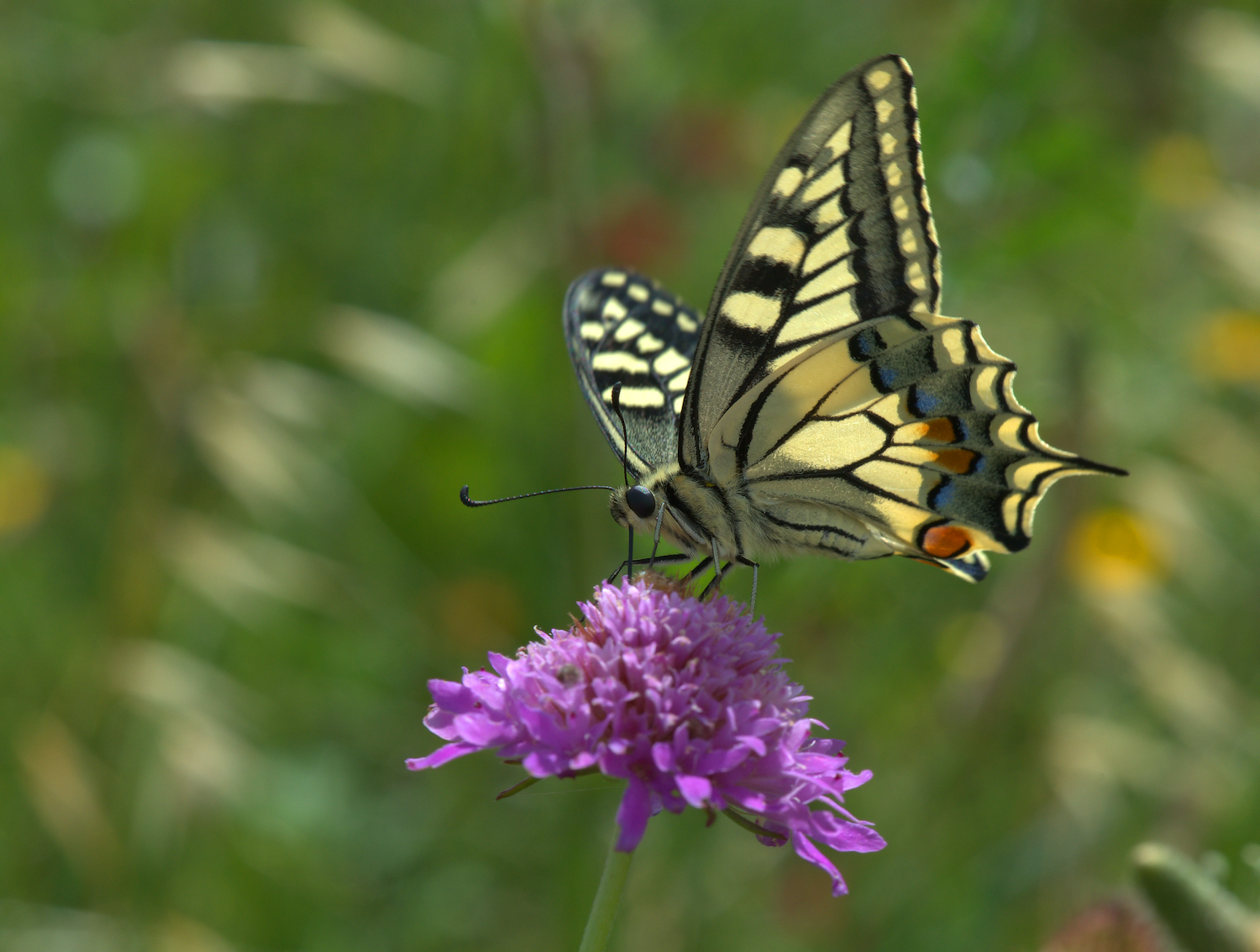 Papilio Machaon