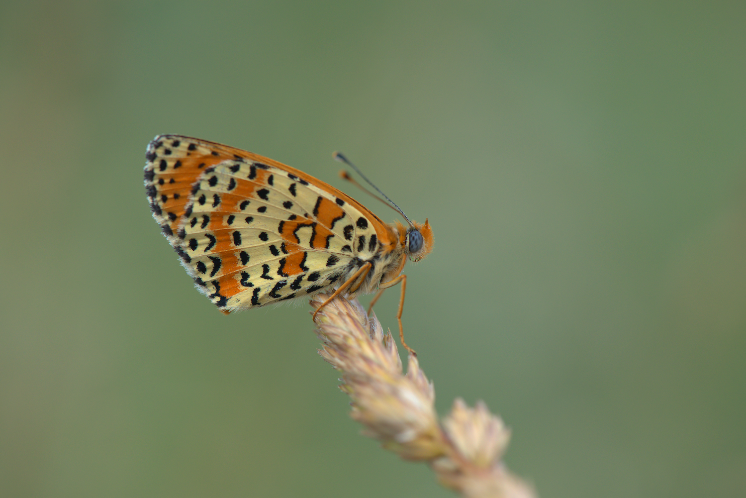 Fritillary Dydima