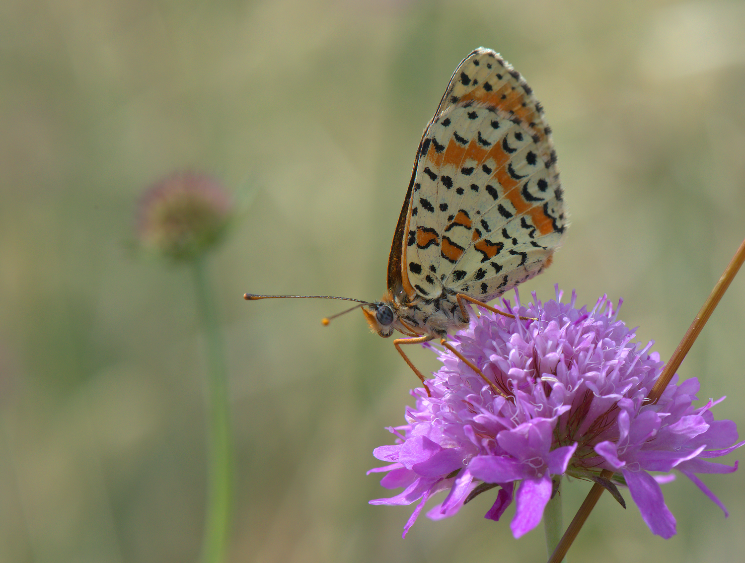 Fritillary Dydima