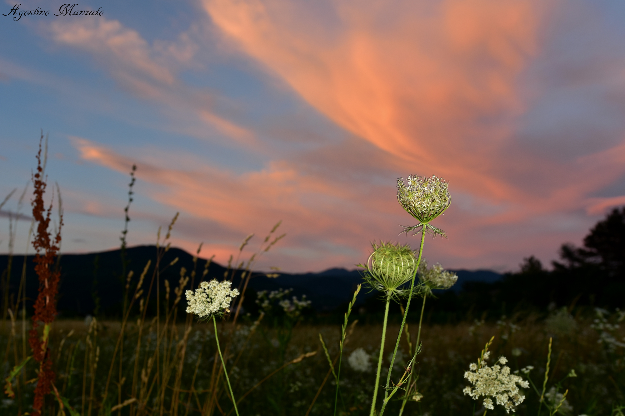 Field flowers at sunset