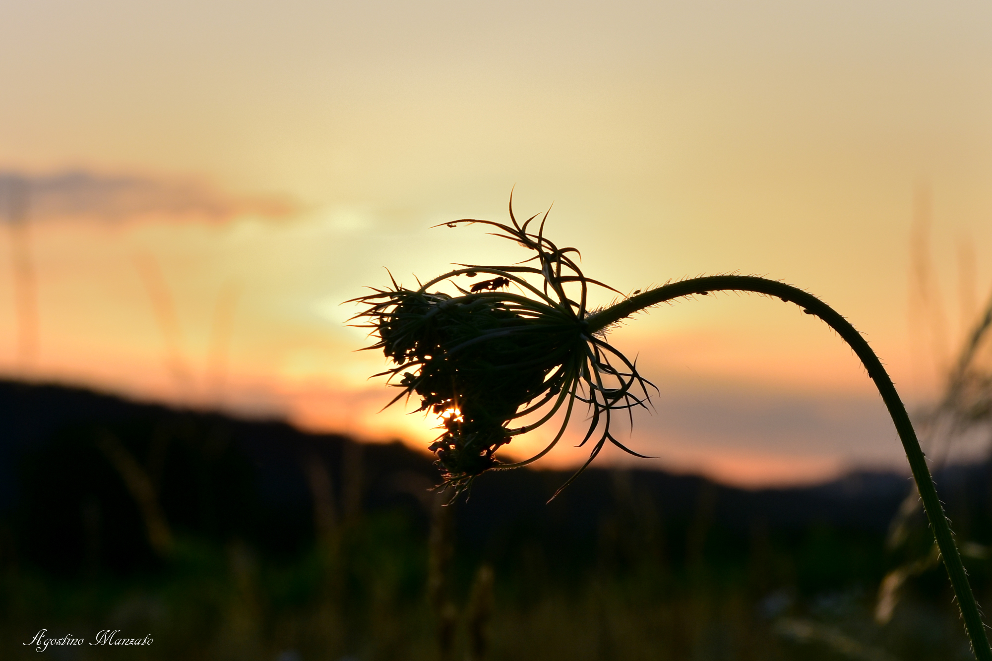 La cena dell'imenottero