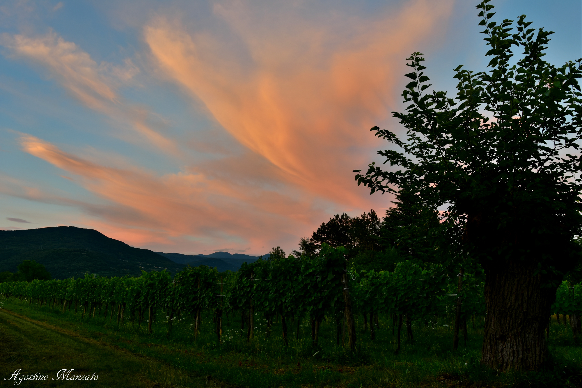 Vecchio gelso al tramonto