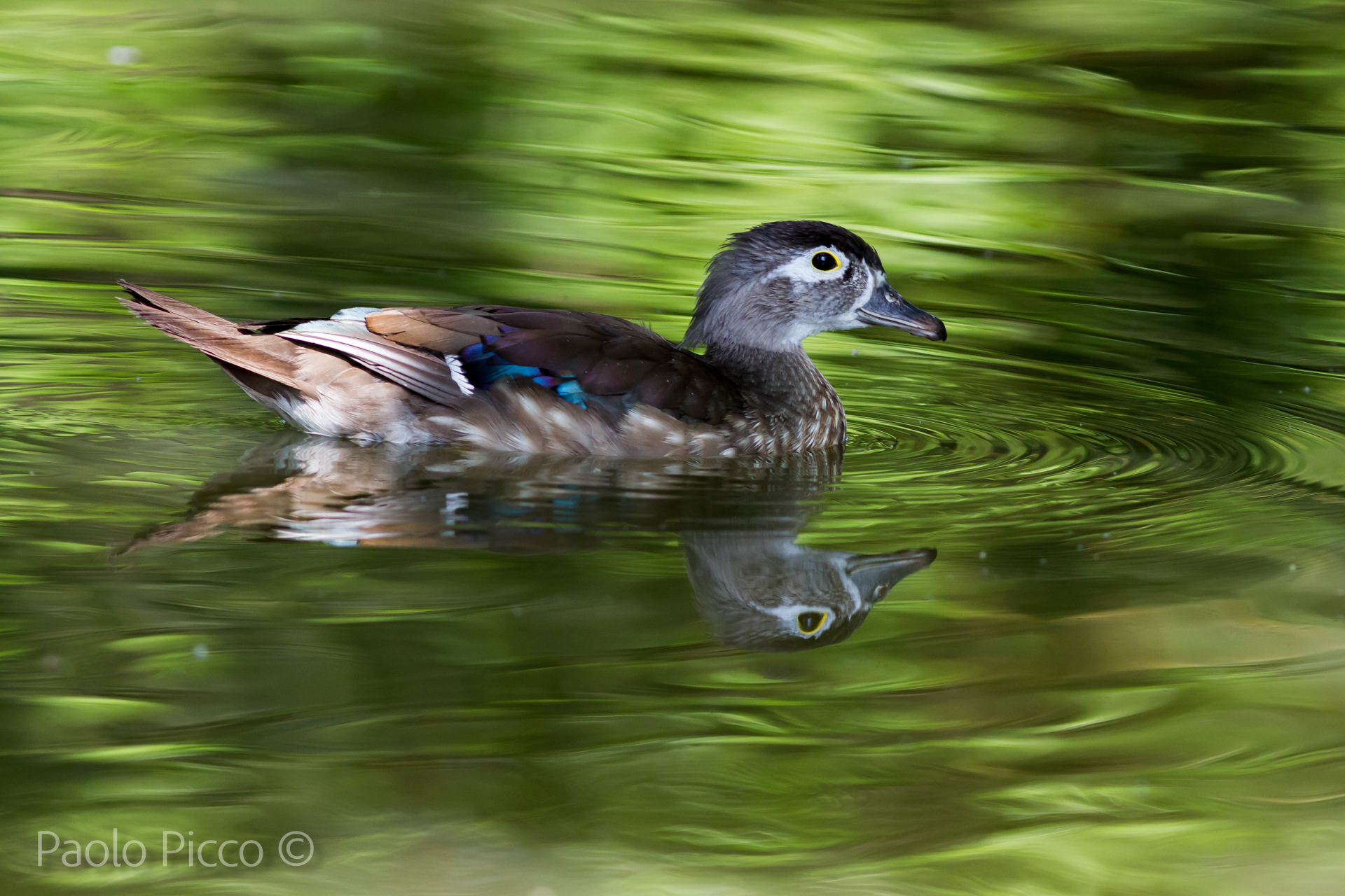 Ho bisogno di aiuto che razza è ?