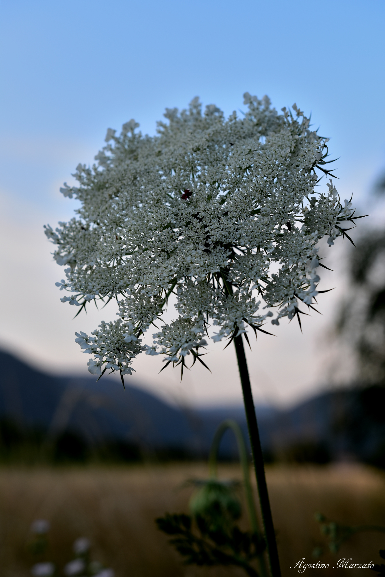 Fiore di campo al tramonto