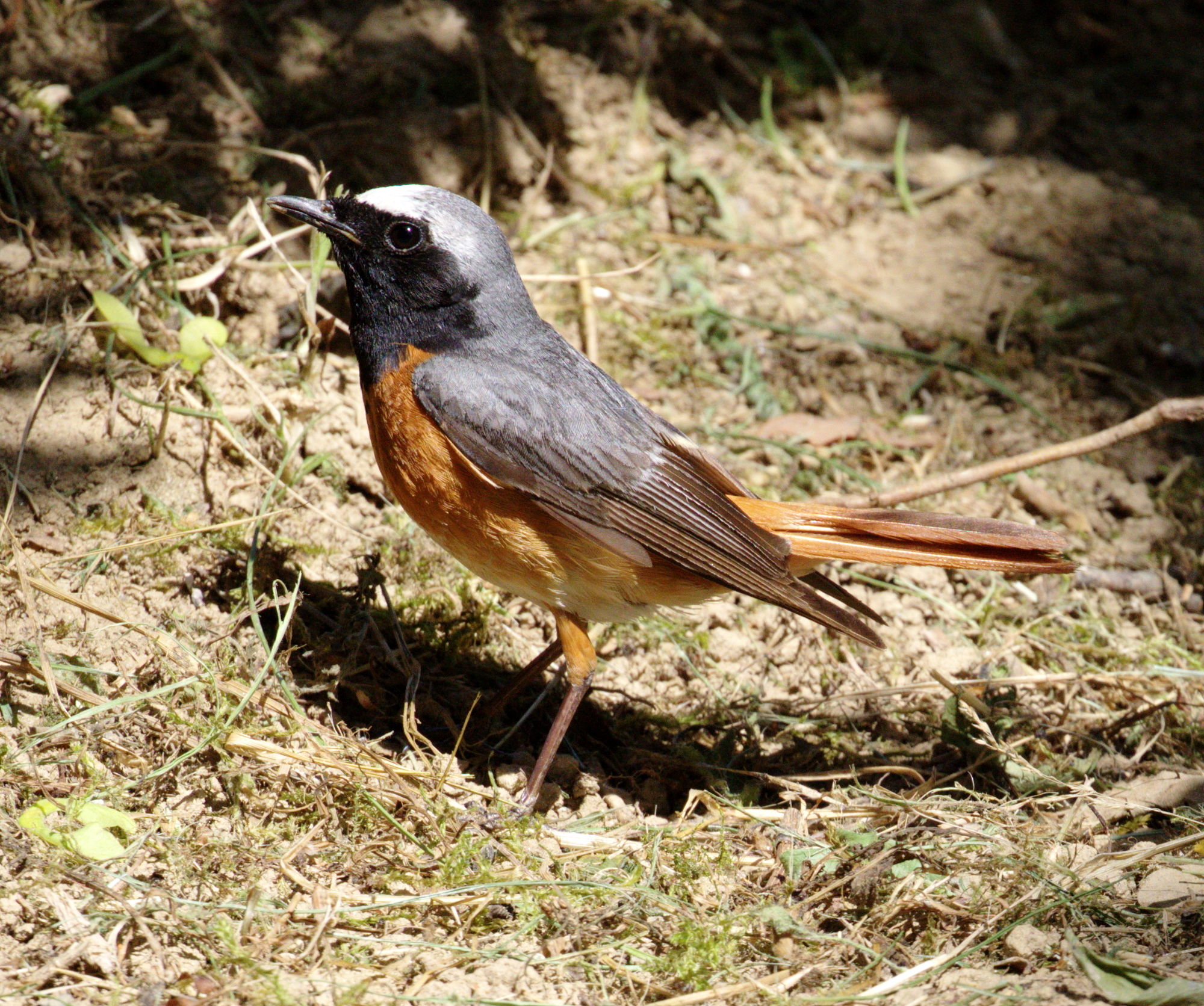 Redstart Male