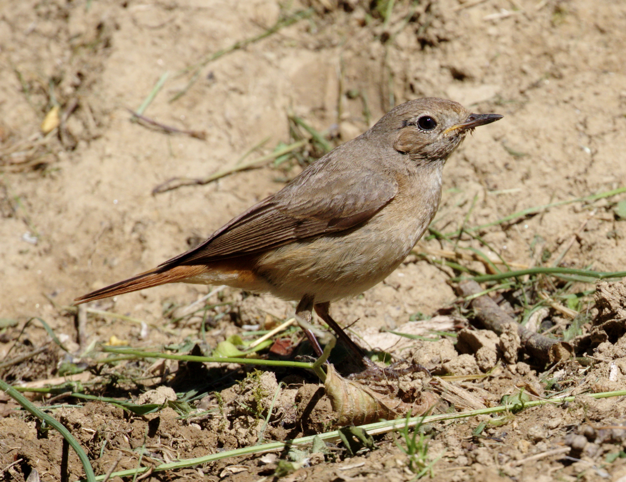 Redstart Female
