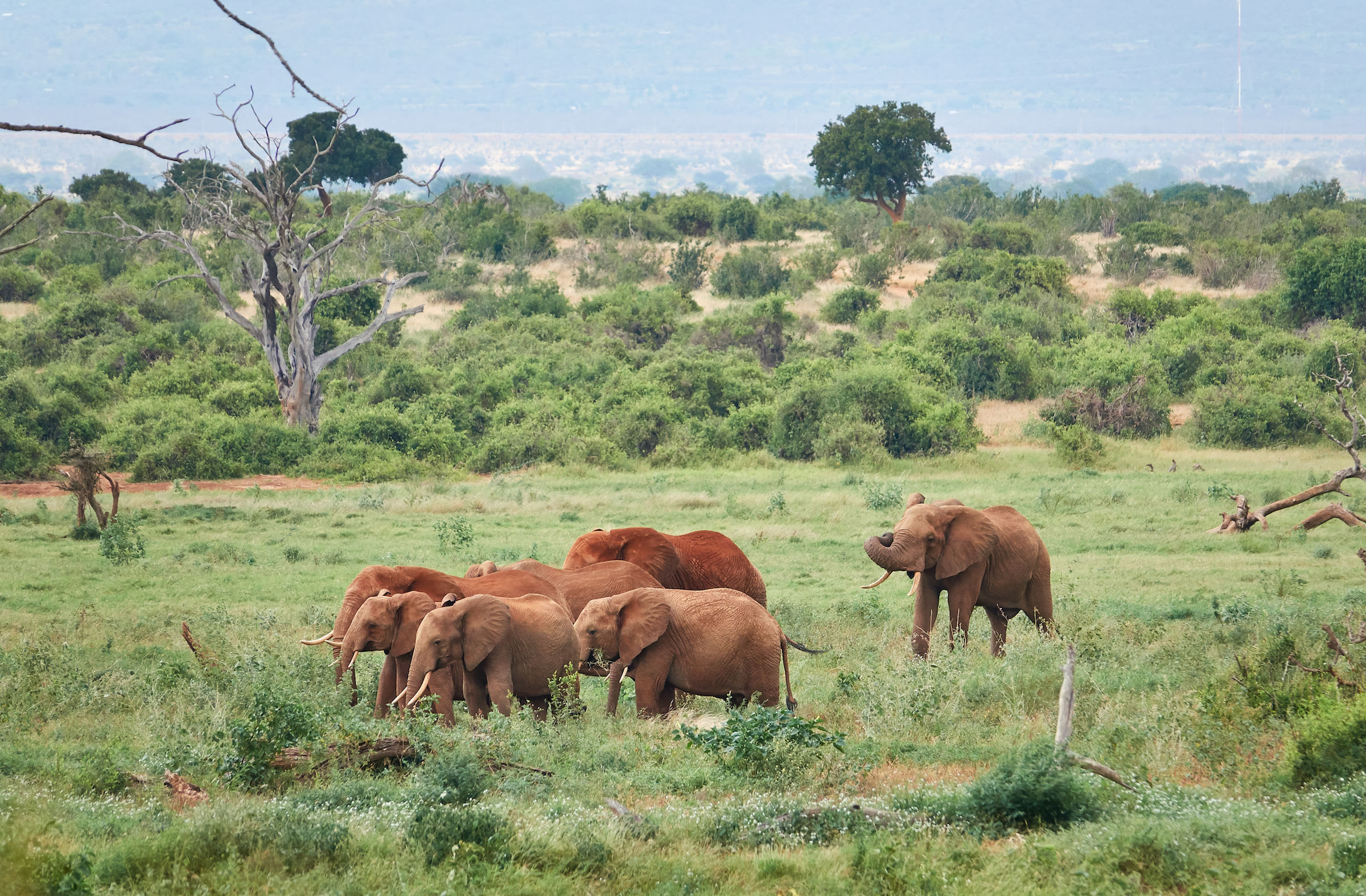Tsavo National Park