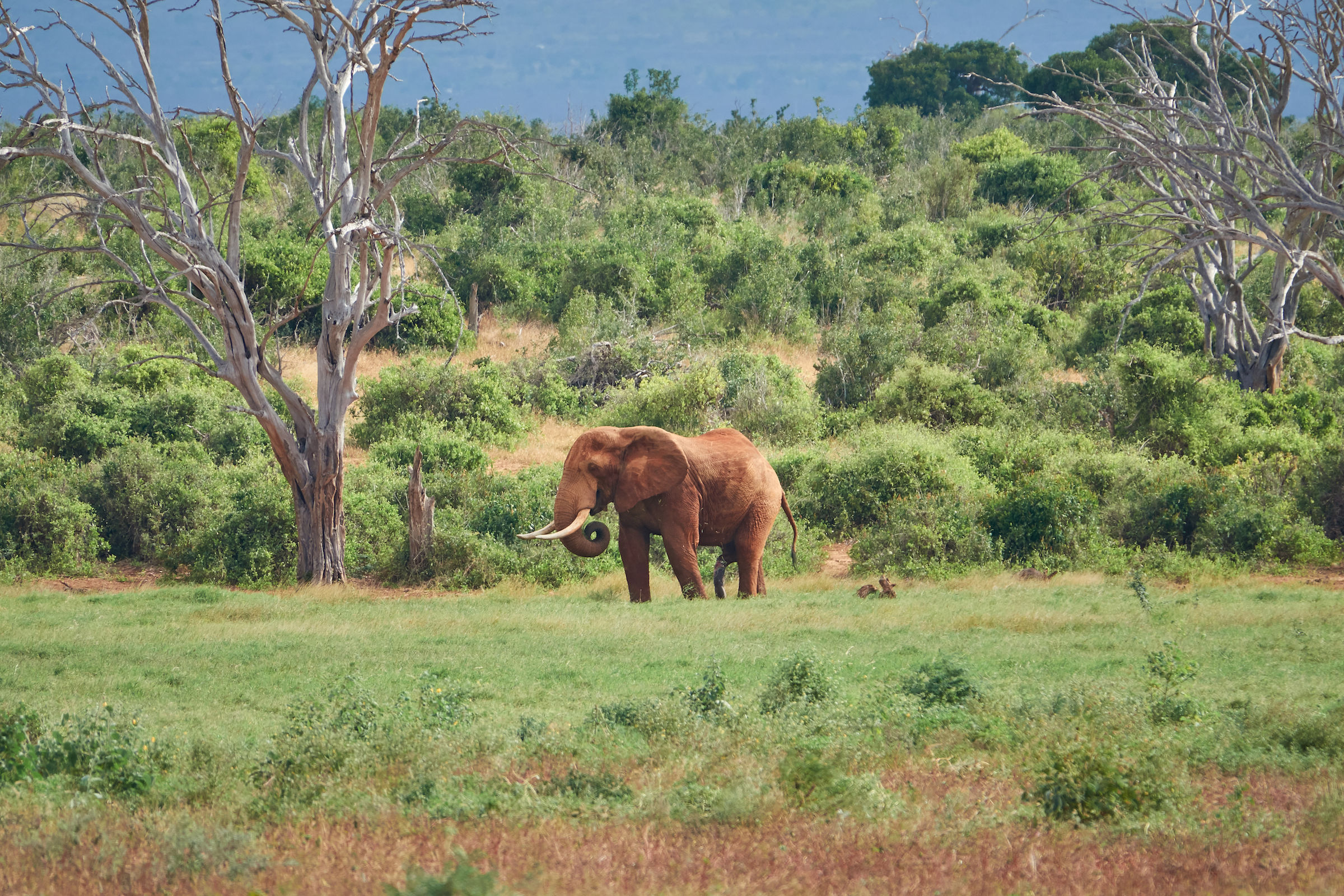Tsavo National Park