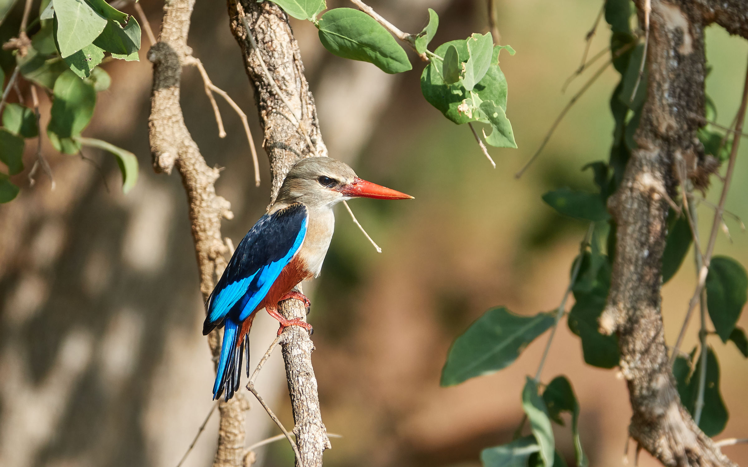 Martin pescatore testa grigia (Tsavo National Park)