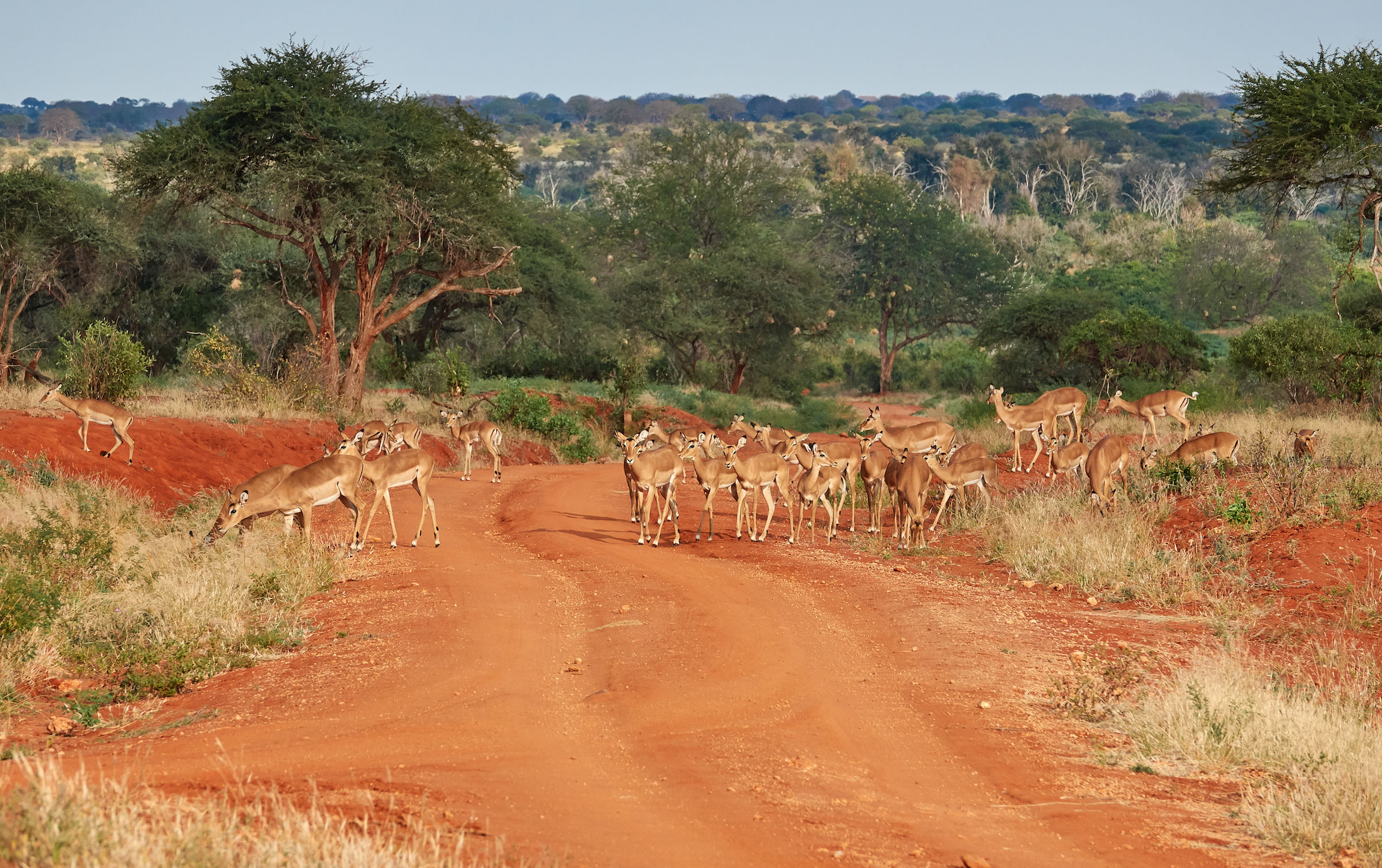 Tsavo National Park