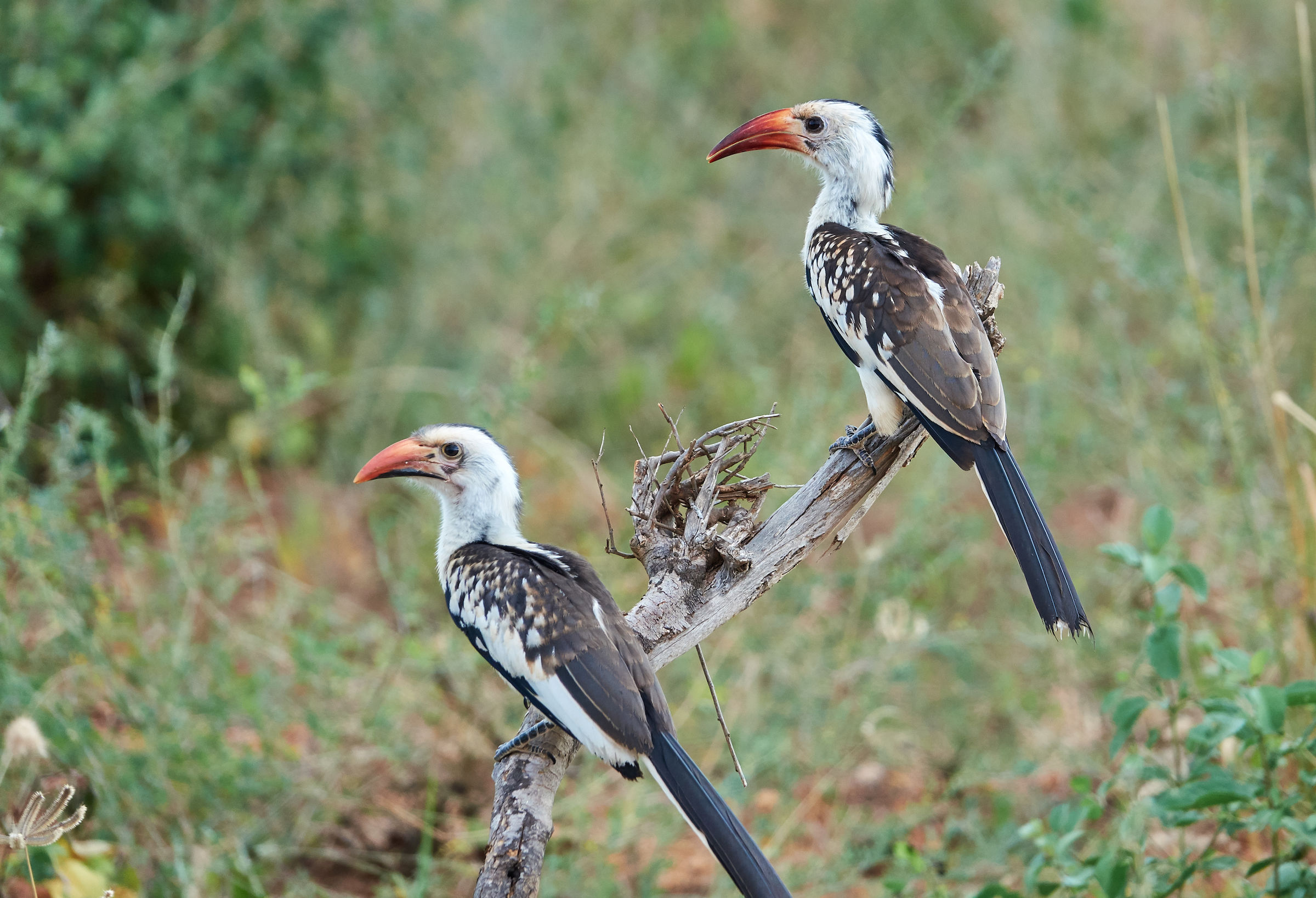 Tockus erythrorhynchus (Tsavo National Park)