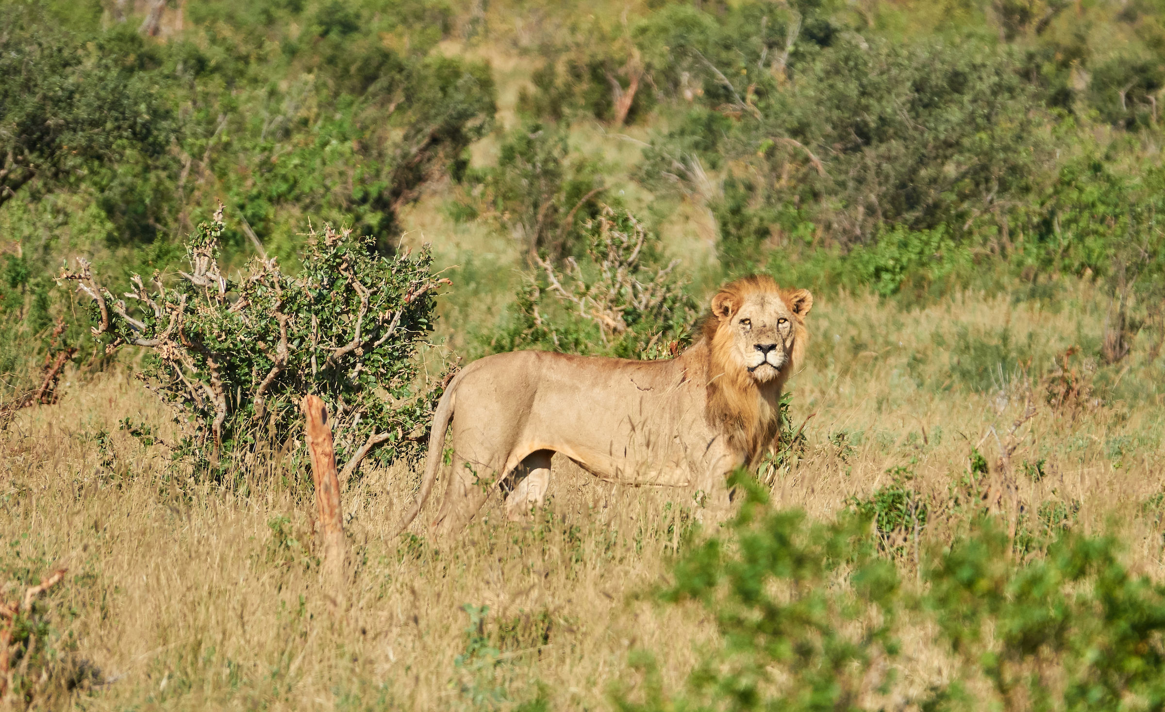 Panthera leo (Tsavo National Park)