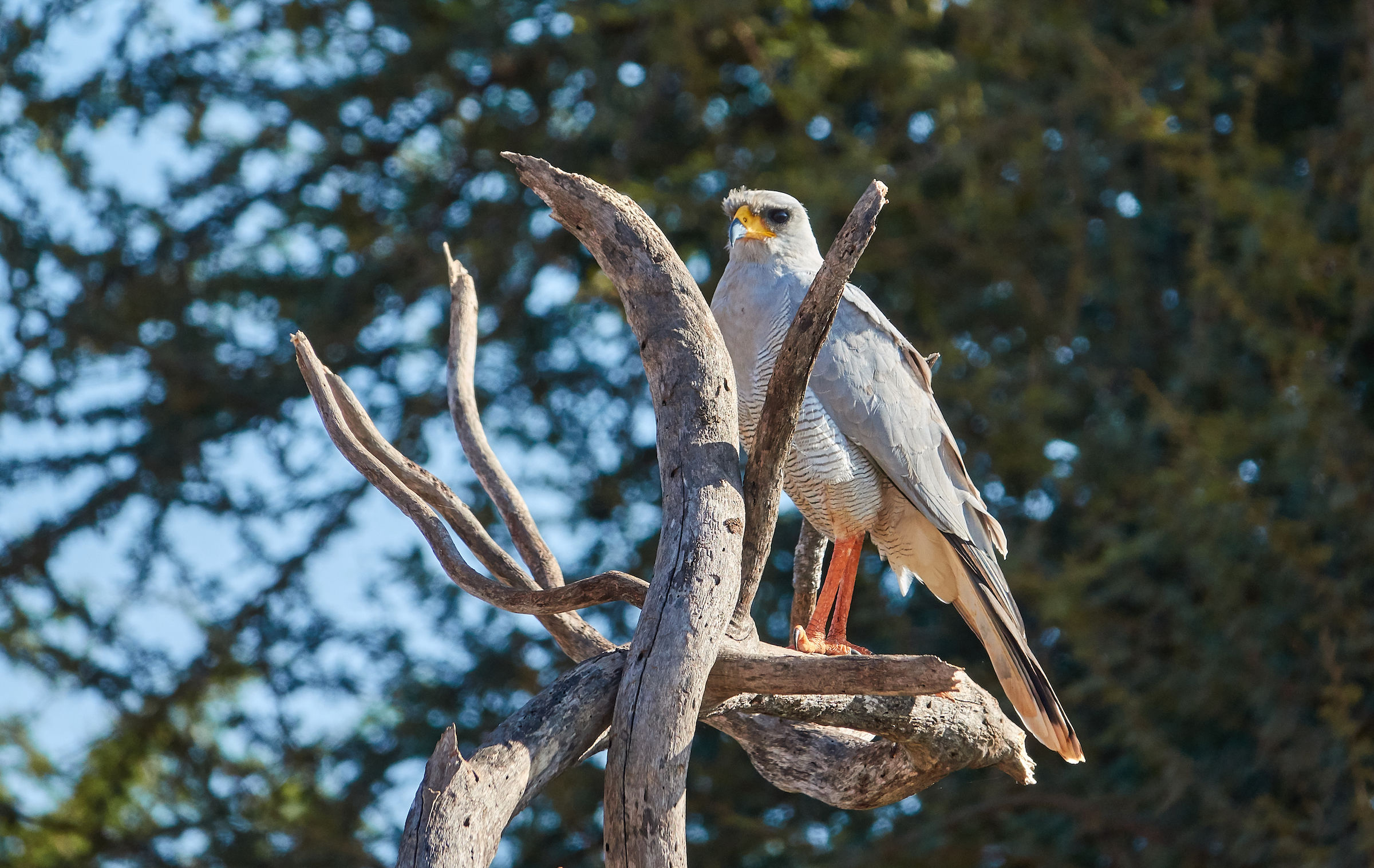 Astore - Melierax poliopterus (Tsavo National Park)