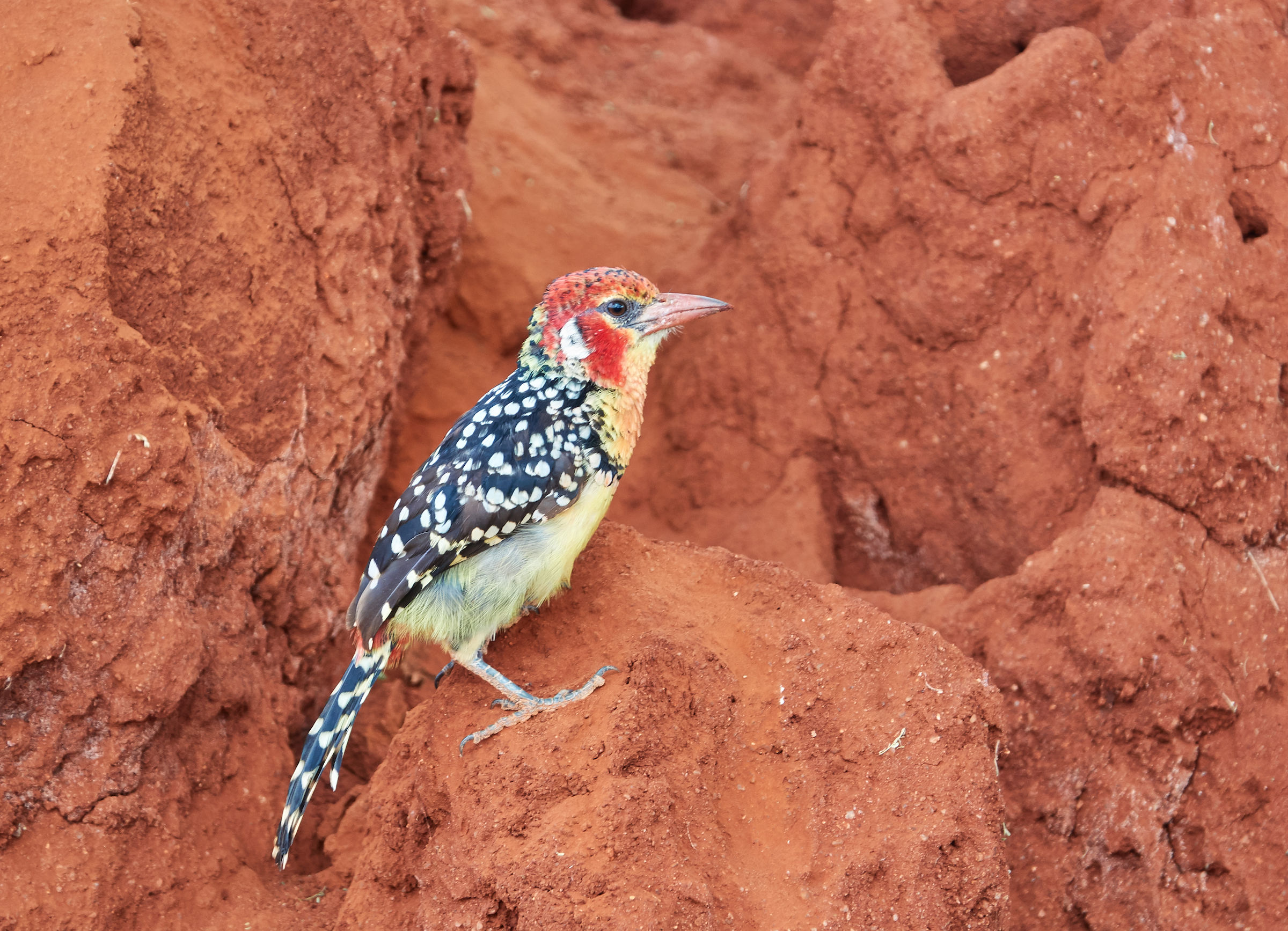 Trachyphonus erythrocephalus (Tsavo National Park)