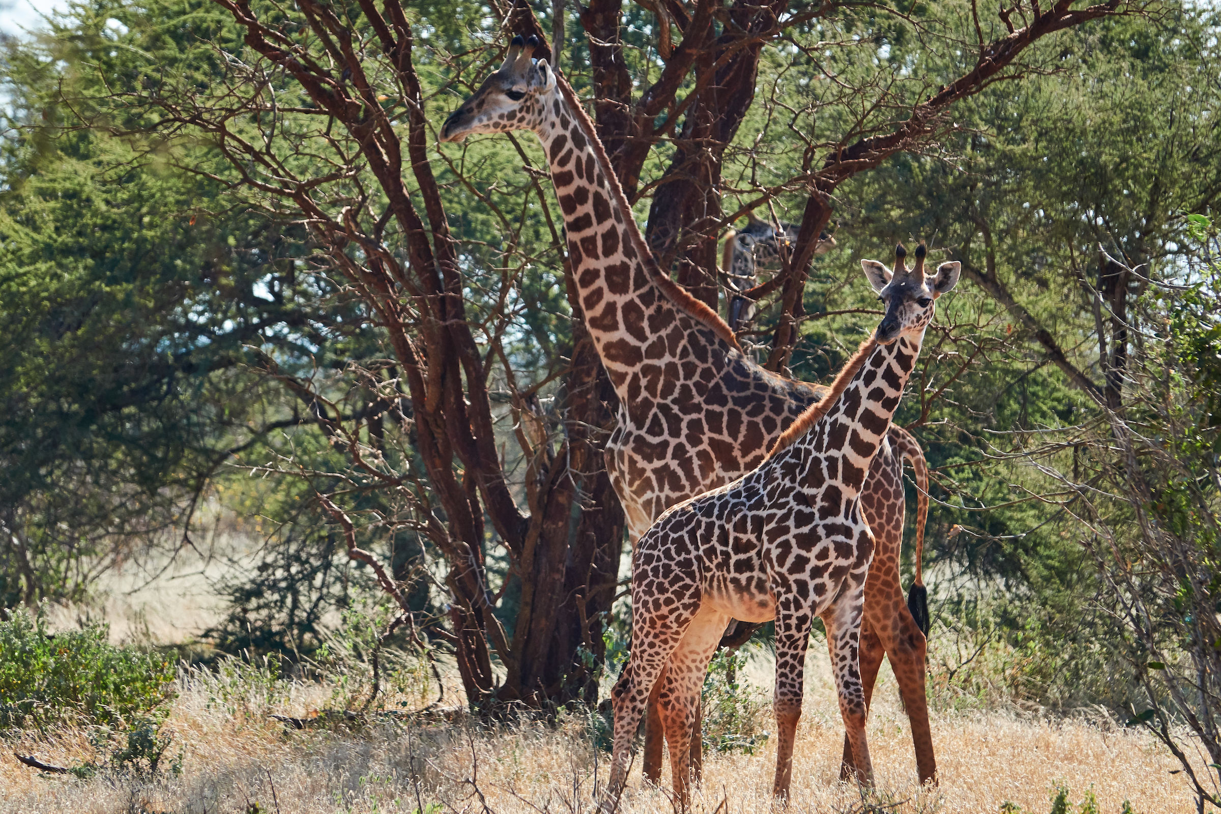Giraffa reticulata (Tsavo National Park)