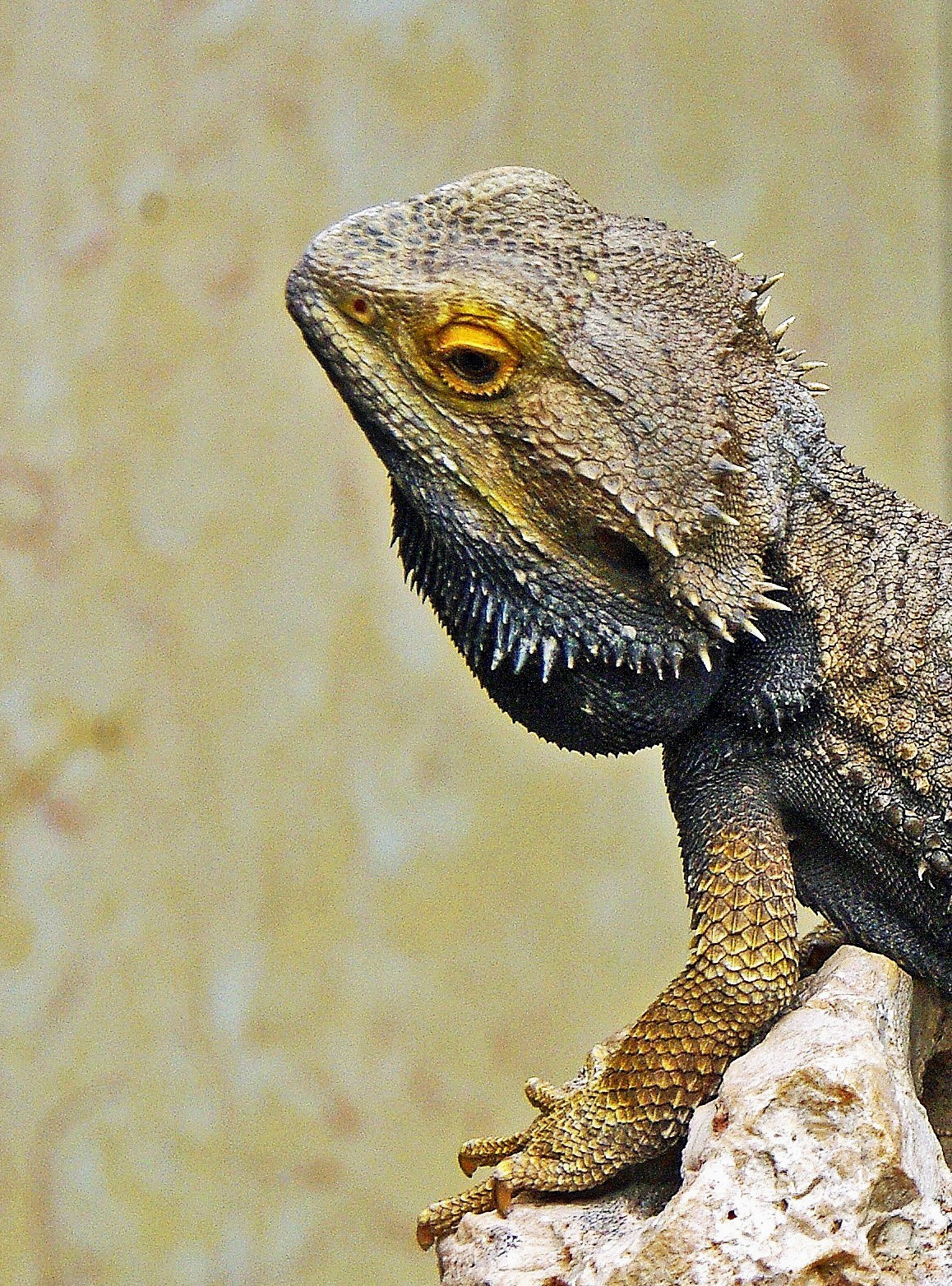 Bearded dragon-2 (Pogo vitticeps)