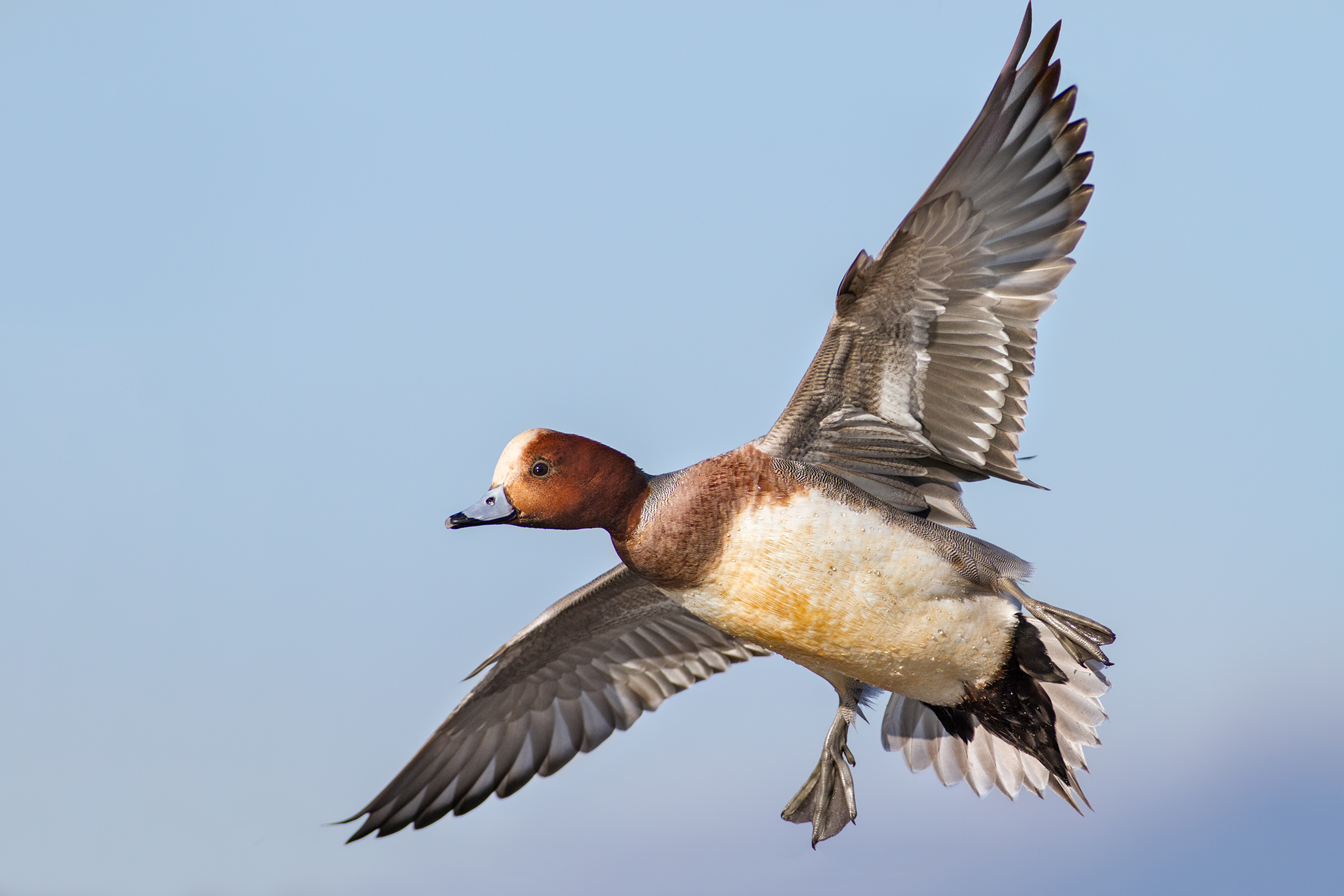 Wigeon