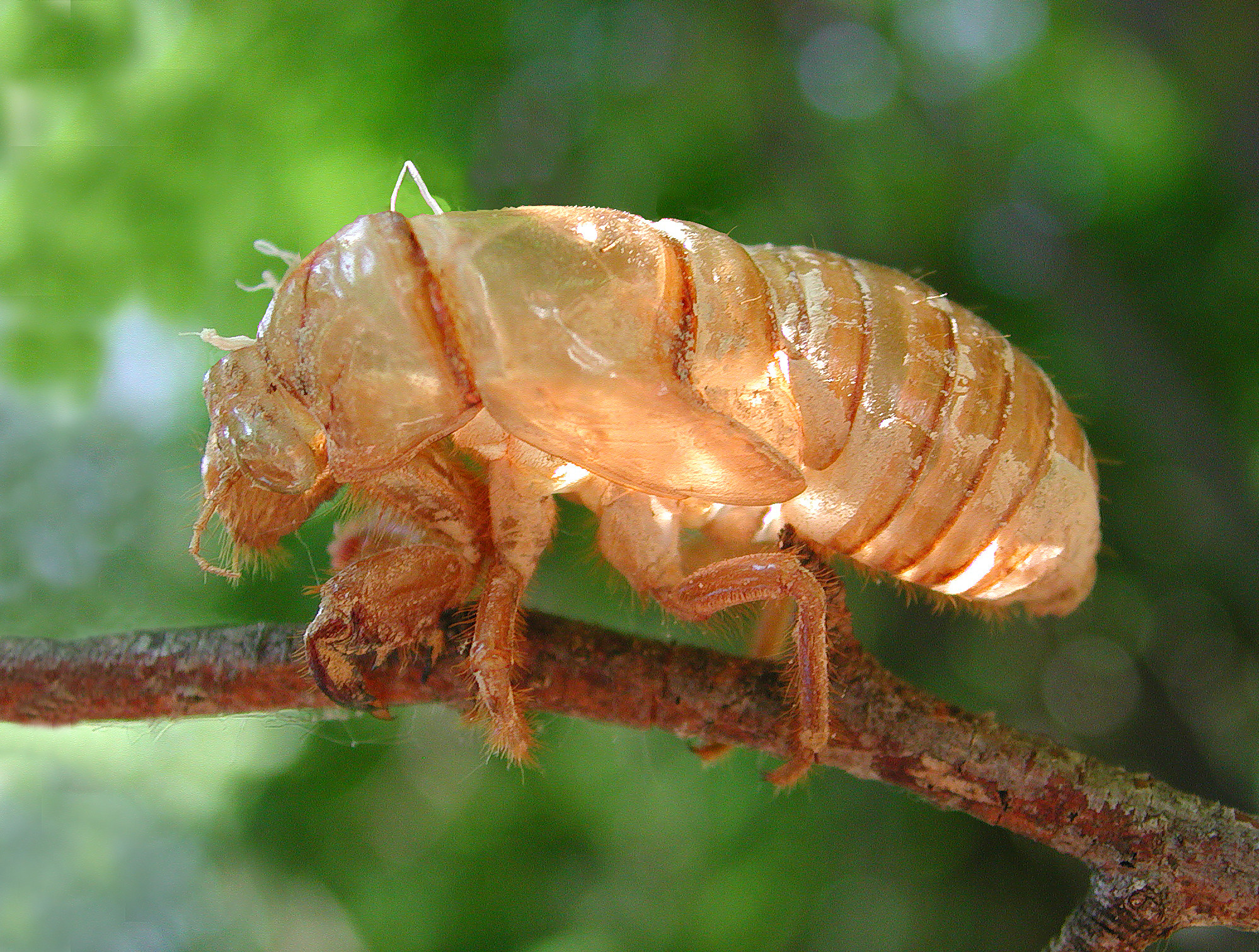 Cicada