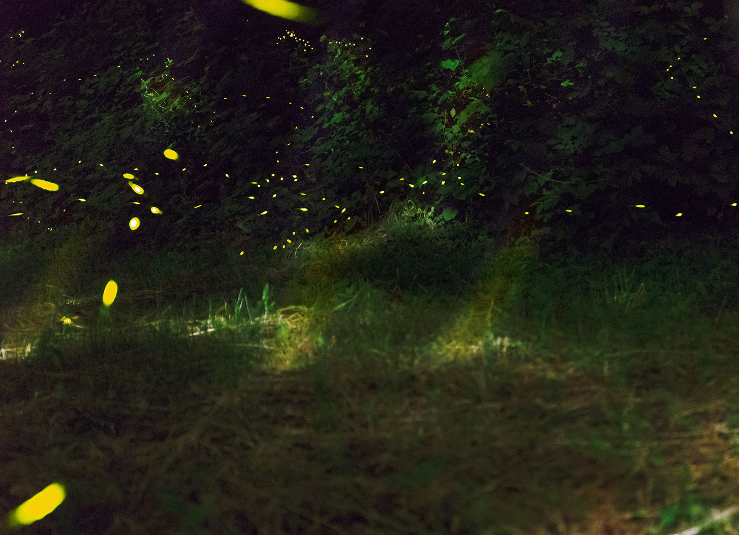 The dance of the Novices in the Moonlight