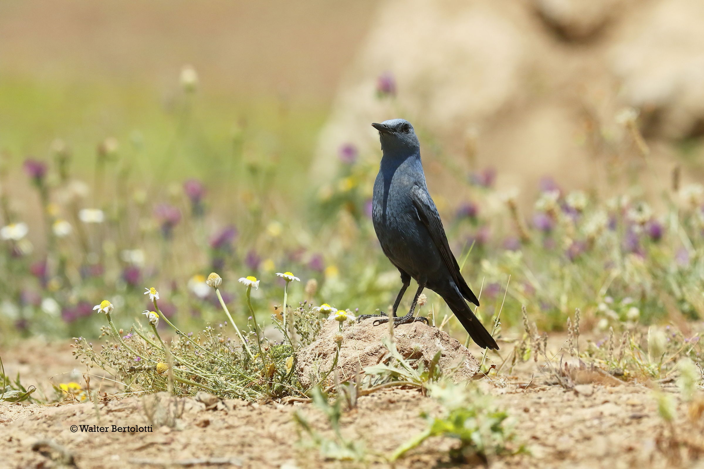 Under the Andalusian Sun